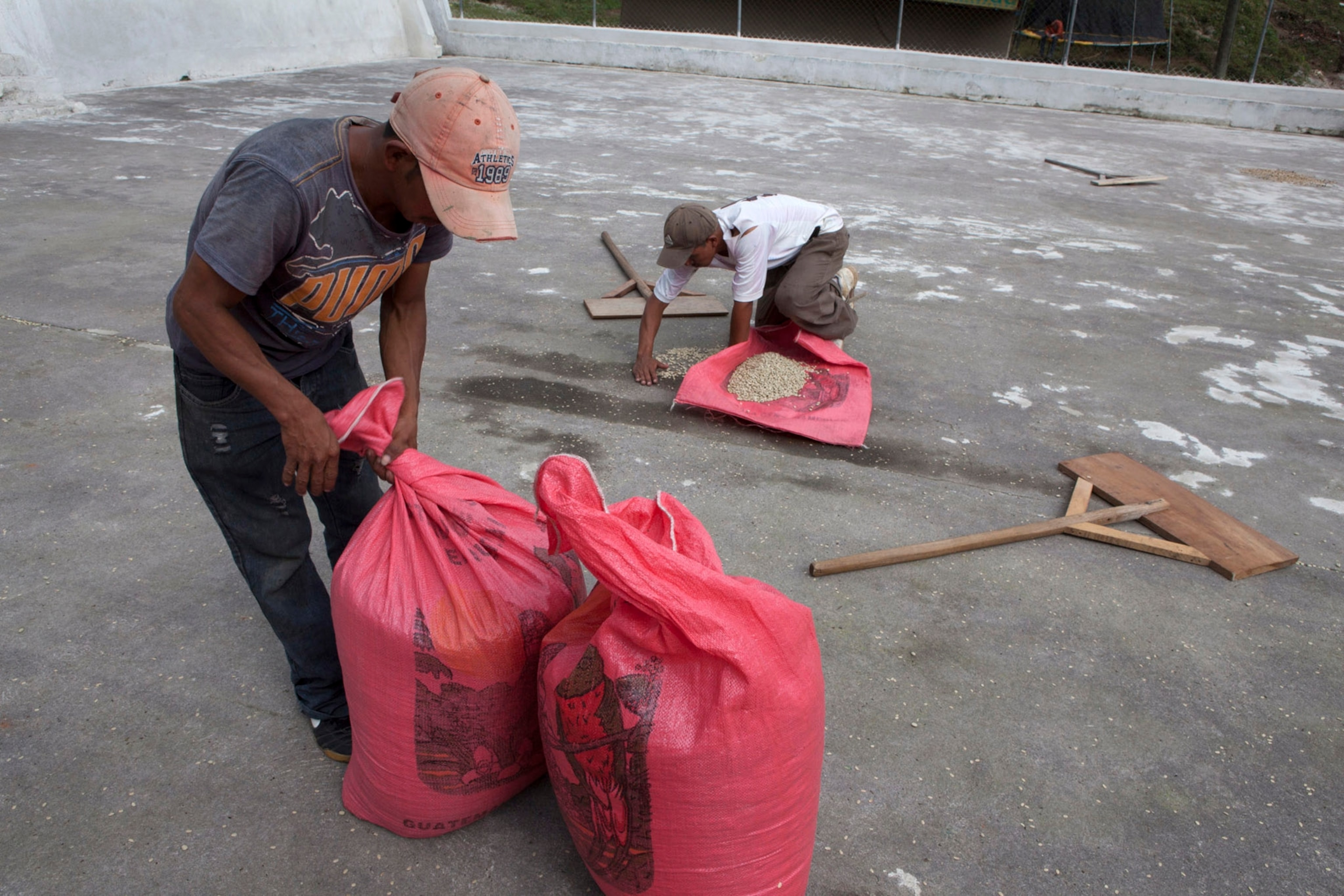 Guatemalan coffee picker Rosa Diaz works her way around coffee leaves infected with a plague called roya (leaf rust/rouille orangée).