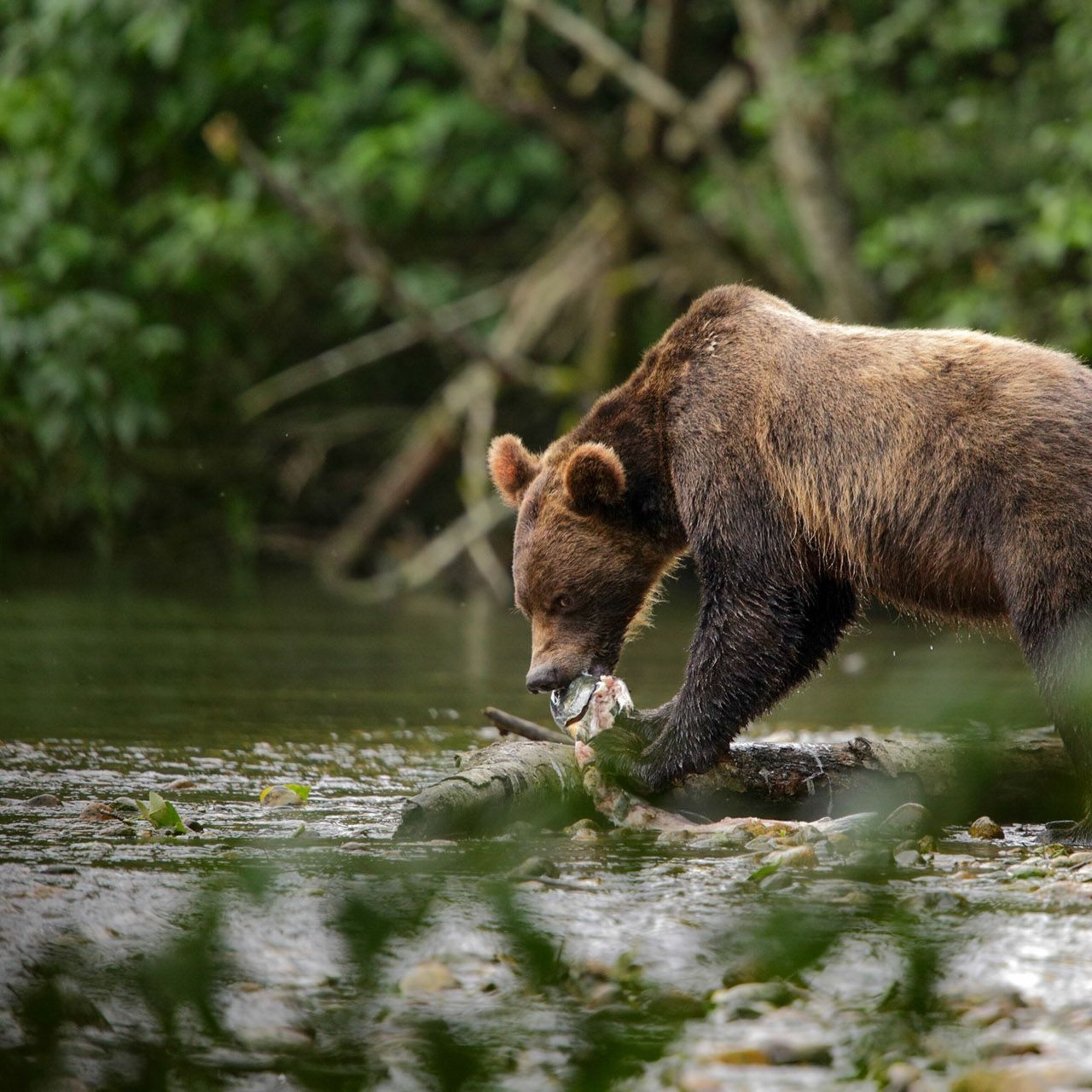 How To Not Get Attacked By A Bear How To Not Get Attacked By A Bear