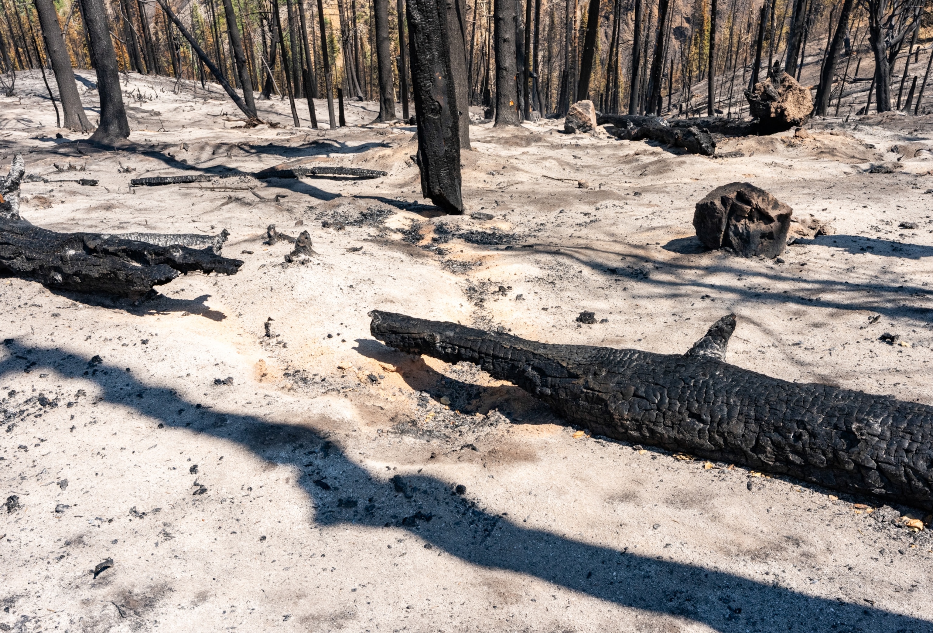 Burned trees on the ground in Colorado.