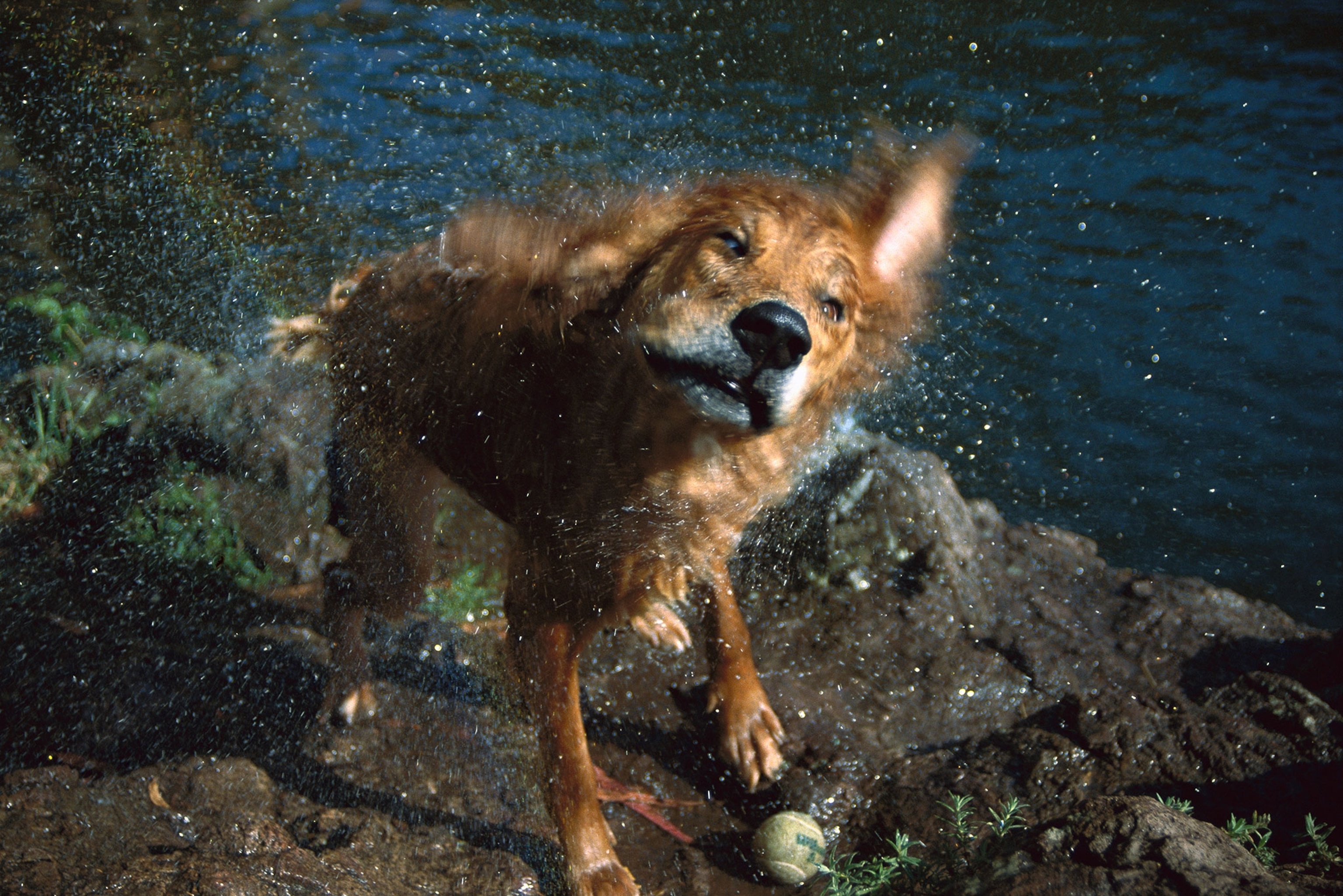 a golden retriever shaking off water