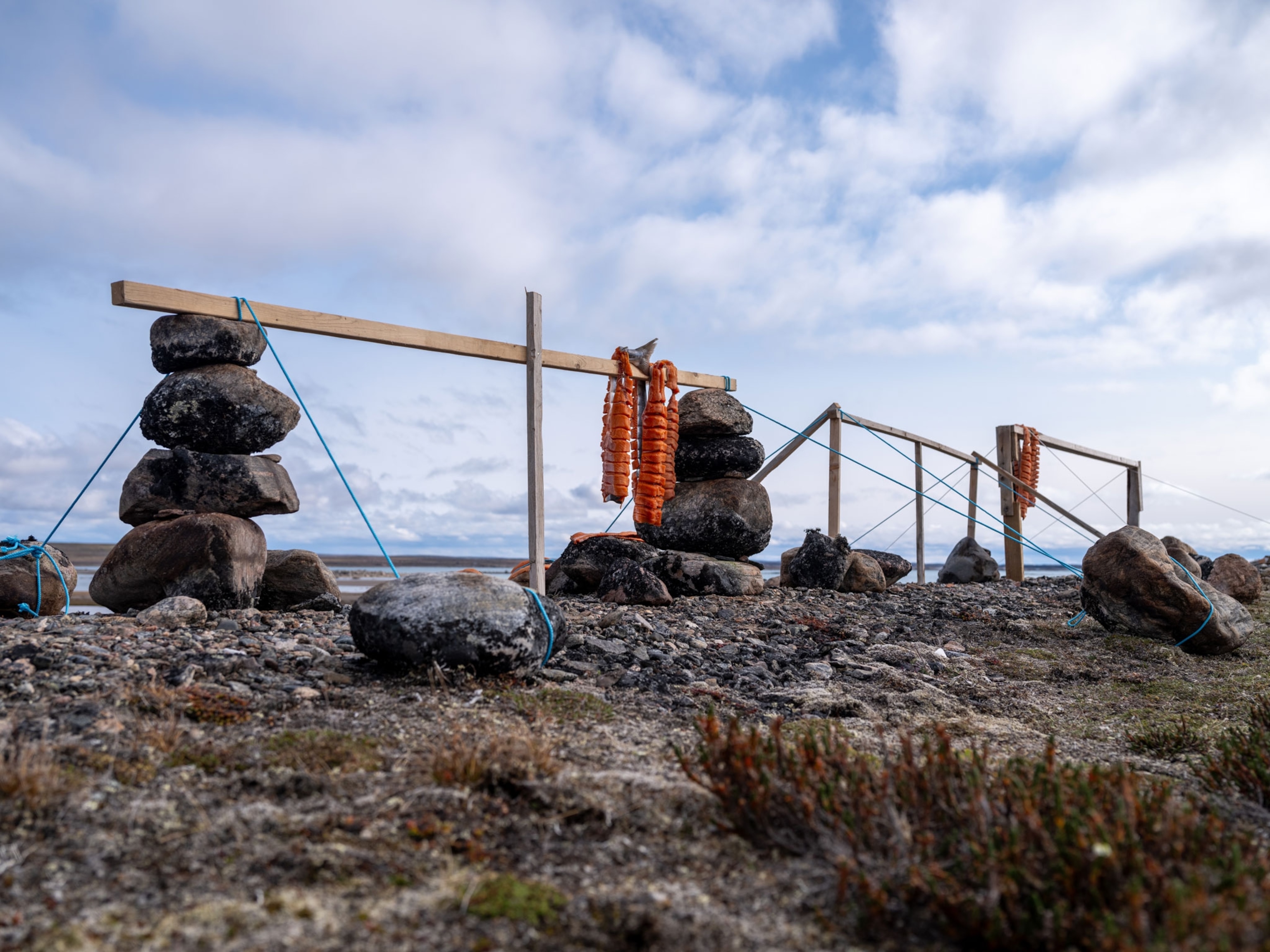 Arctic char, caught by Inuit community members, left out to dry to then be eaten.