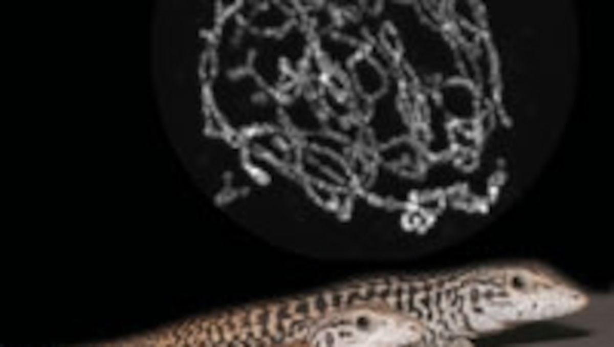 Extra chromosomes allow all-female lizards to reproduce without males ...