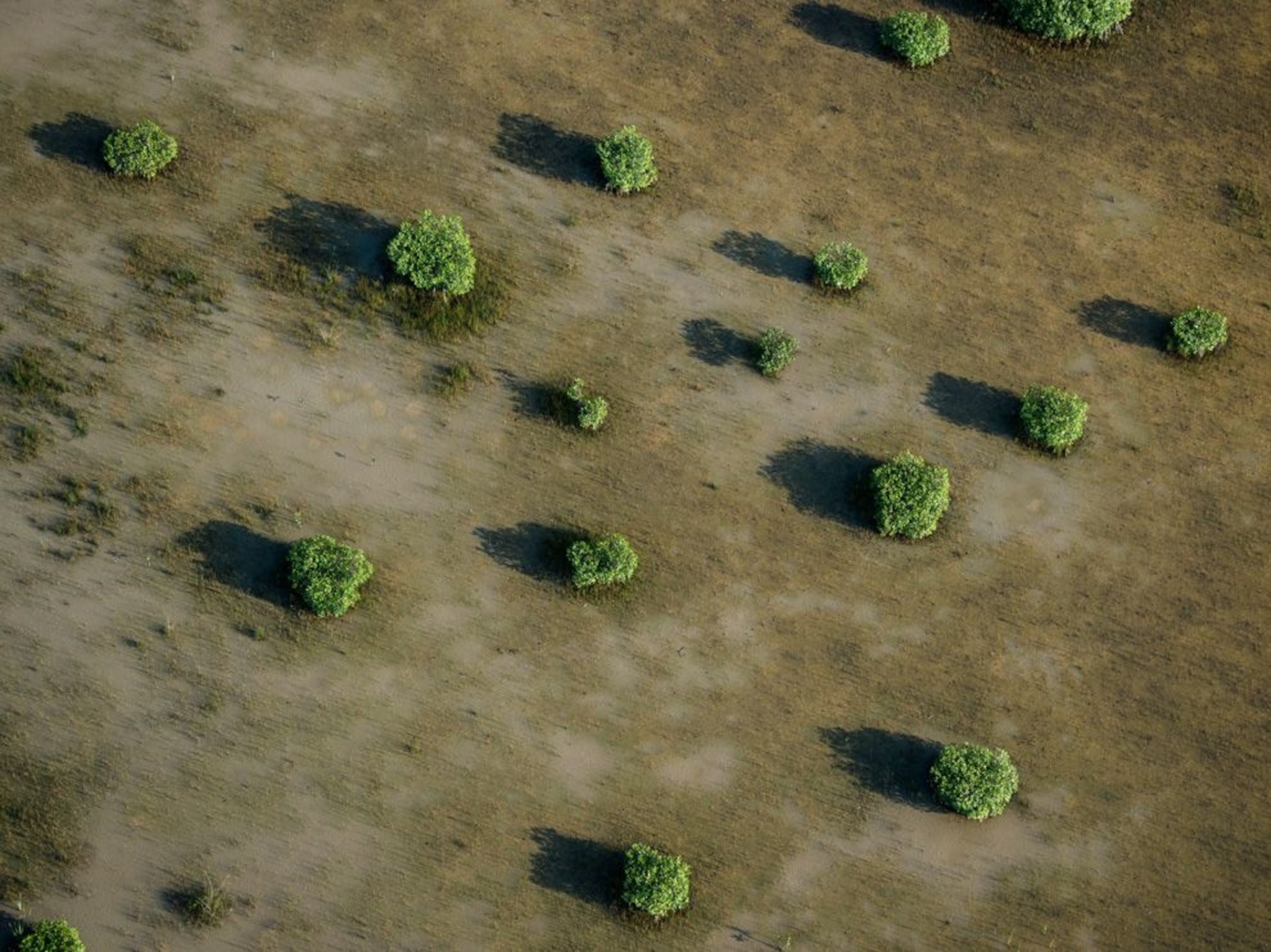 Everglades Mangroves