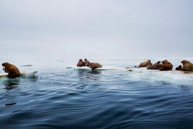 Why Obama Is The First President To Visit The Arctic
