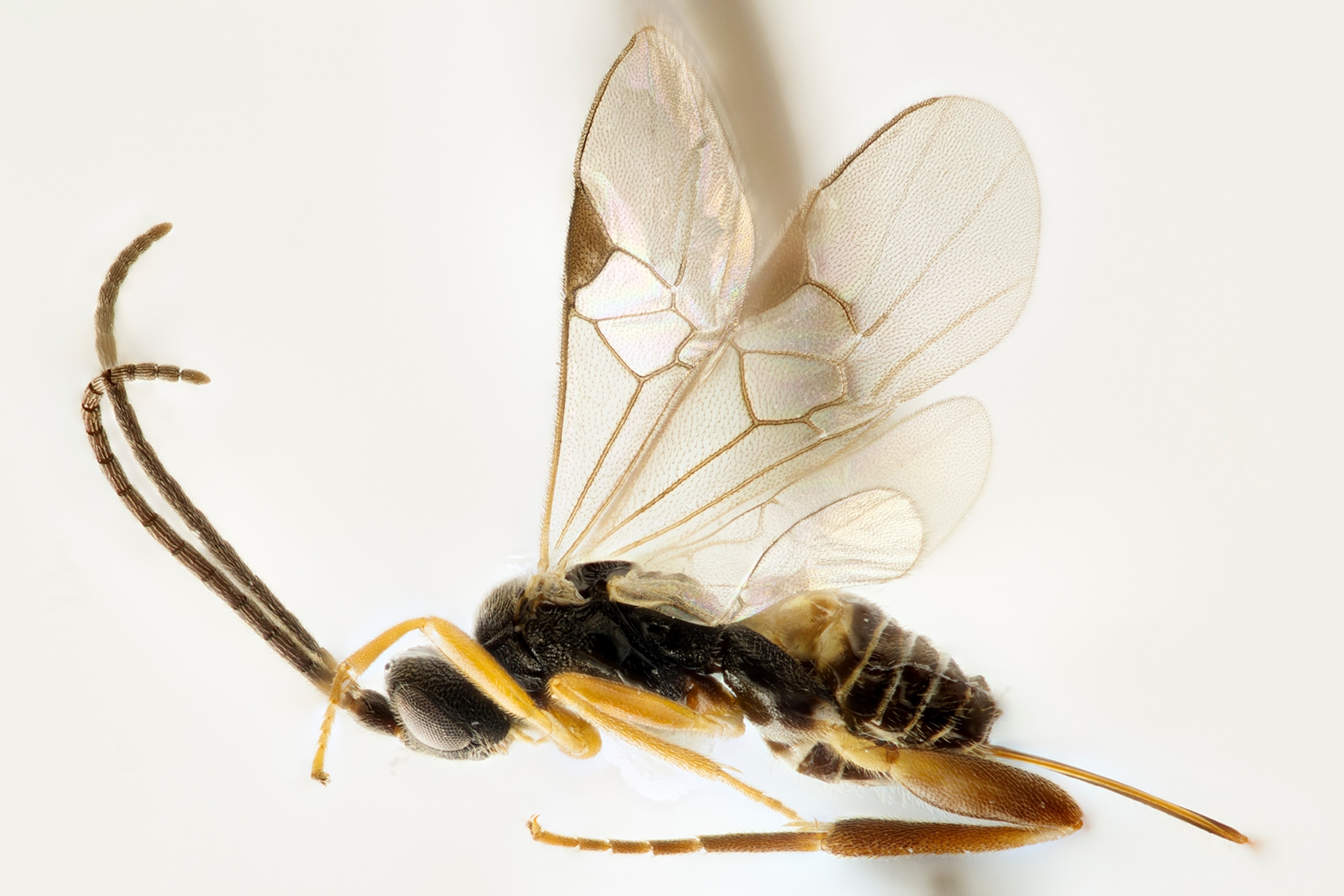 a wasp.