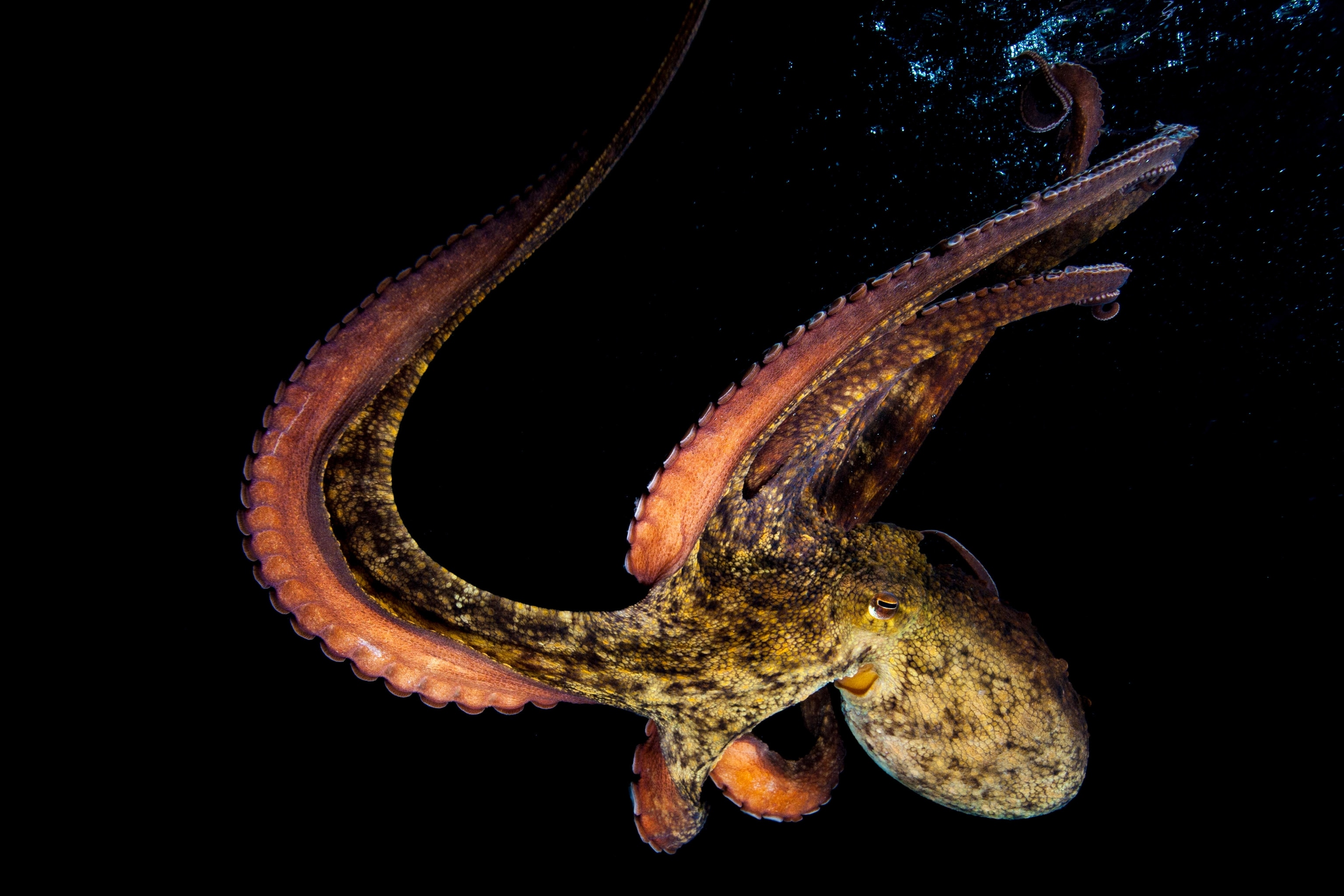 Octopus Cult ?Smashing Peaceful Socie（Octopus Cult