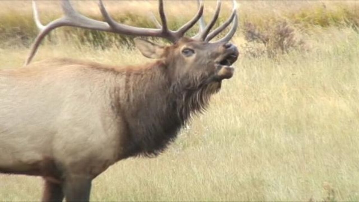 Hear Elk Scream Like Demons From Lord of the Rings