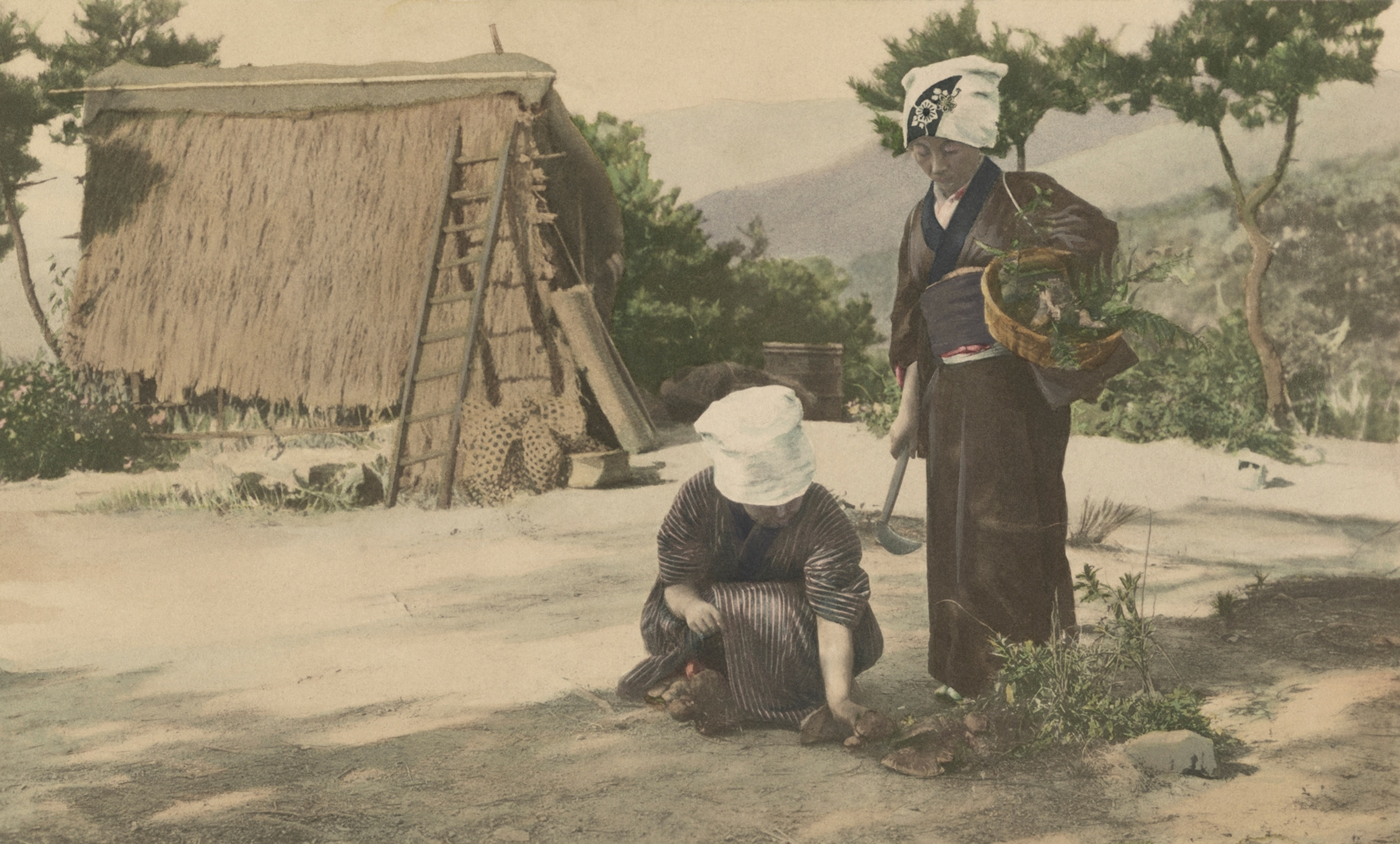 Gathering matsudake mushrooms among the hills near Kyoto. As the young people of America hunt for chestnuts in the fall, the young folk of Japan organize “Matsudake” parties. They carry their musical instruments with them in their rambles among the hills and not infrequently Geisha girls accompany the merry-makers, giving their rhythmic dances to the accompaniment of drums, flutes, and guitar-like shamisen.