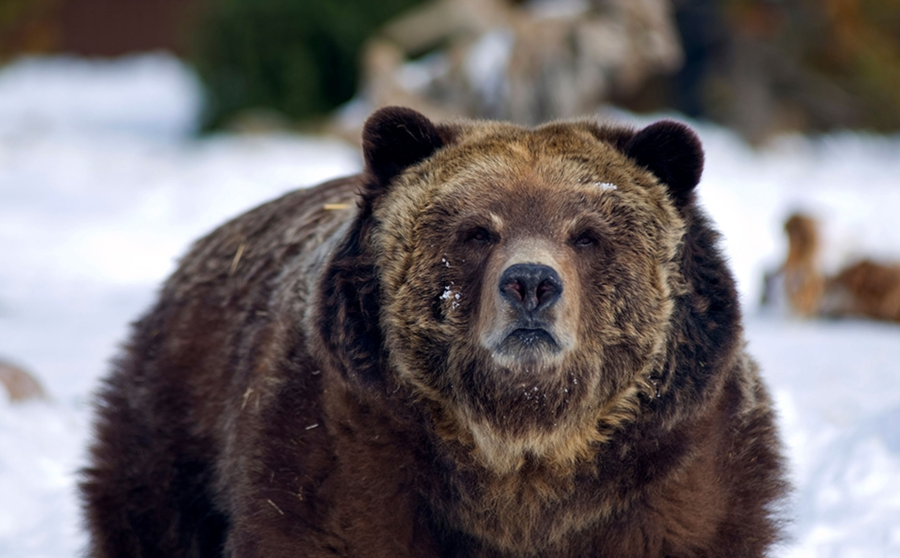 a grizzly bear at the Grizzly and Wolf Discovery Center, West Yellowstone, Montana, USA