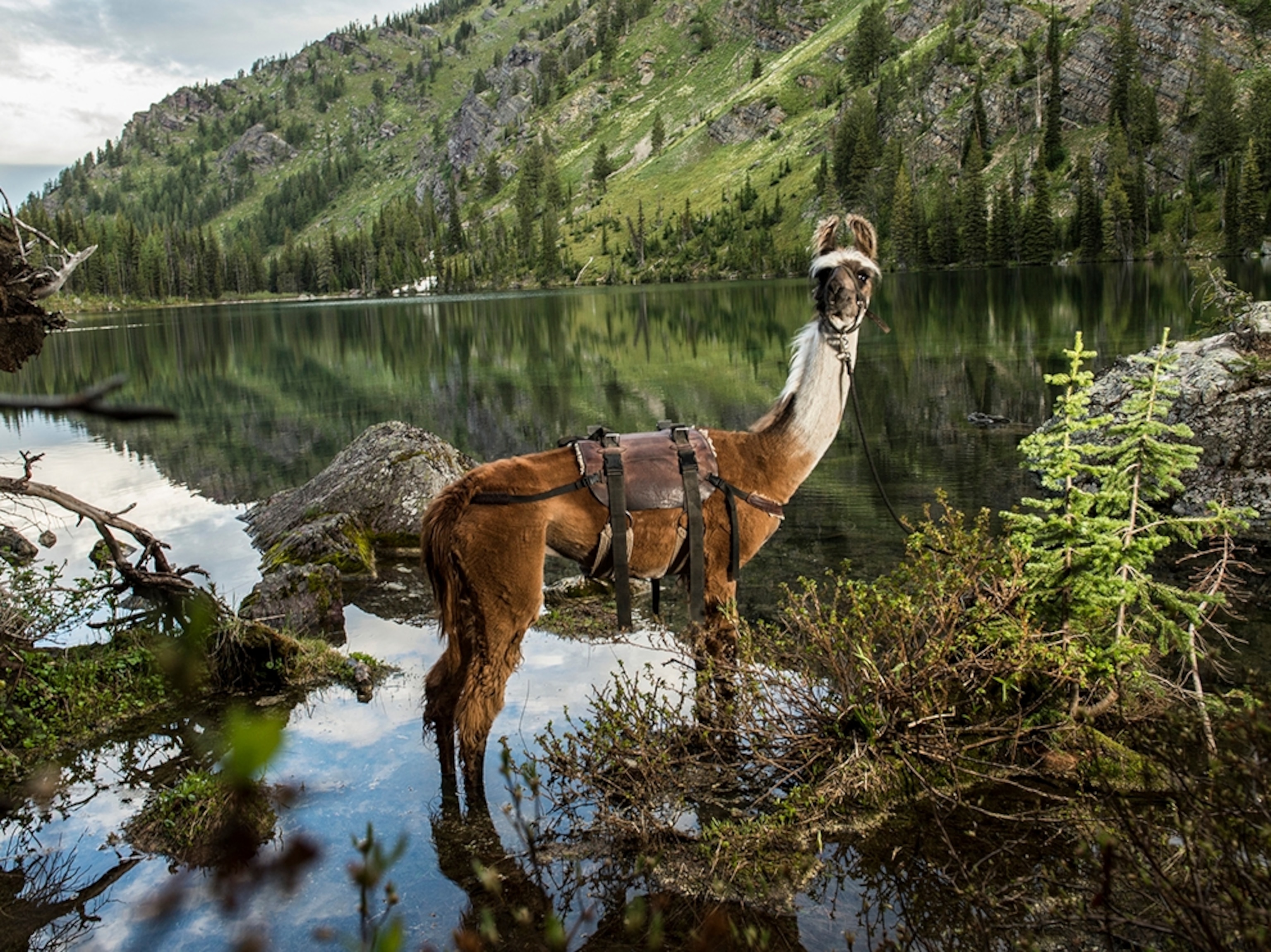 a llama during a trek in Swan Valley, Montana