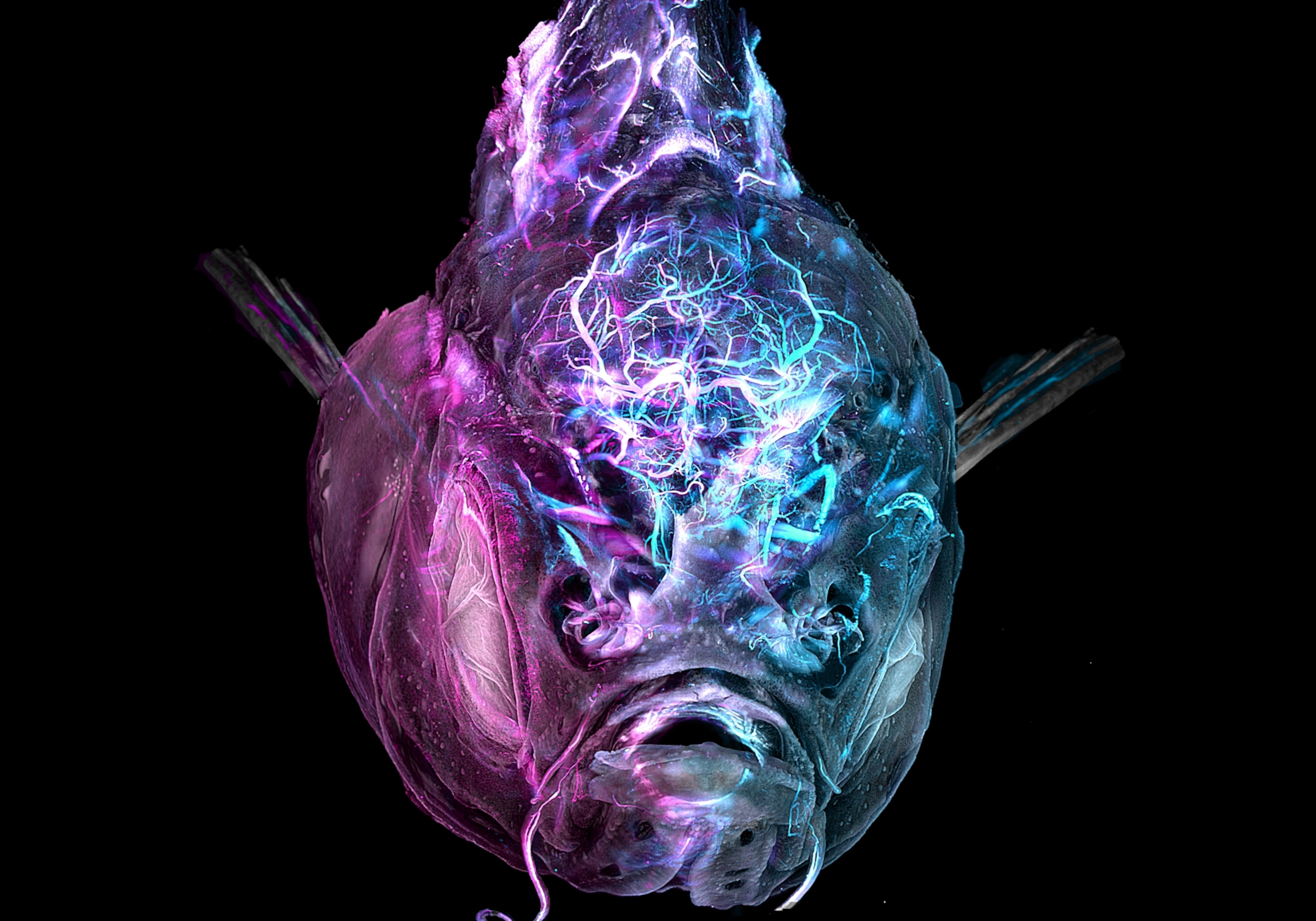 Blue and pink blood vessels within a zebrafish