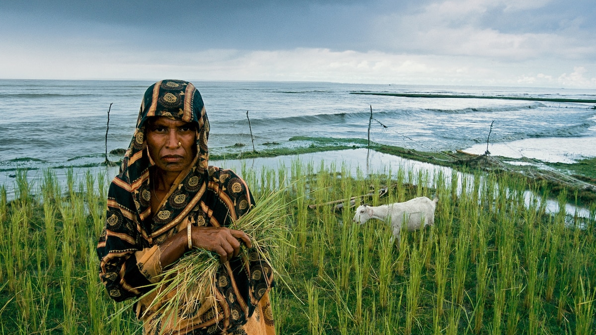 Scientists Race to Save World's Rice Bowl From Climate Change