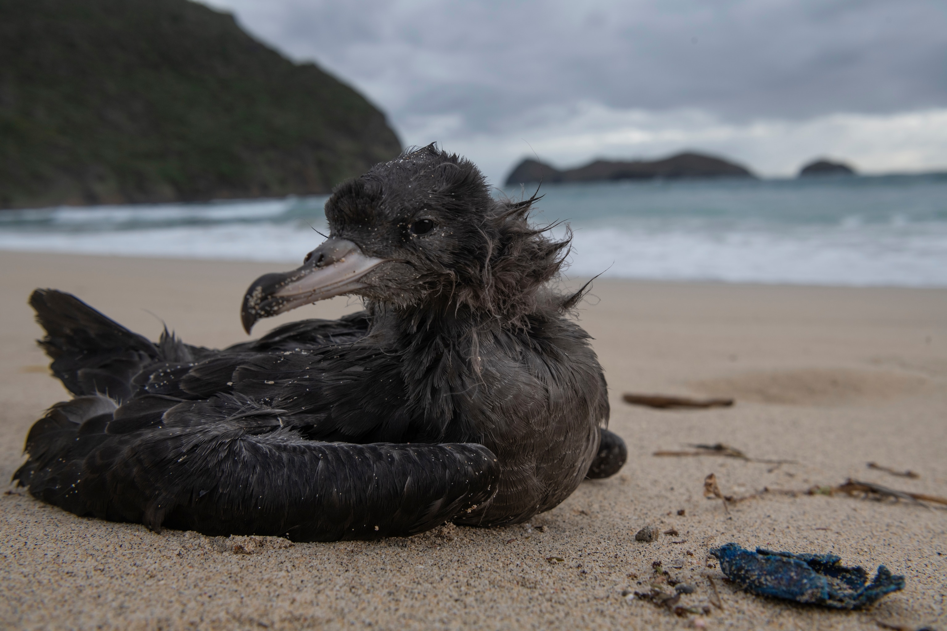 A dark colored bird sits on a beach with the ocean behind it.