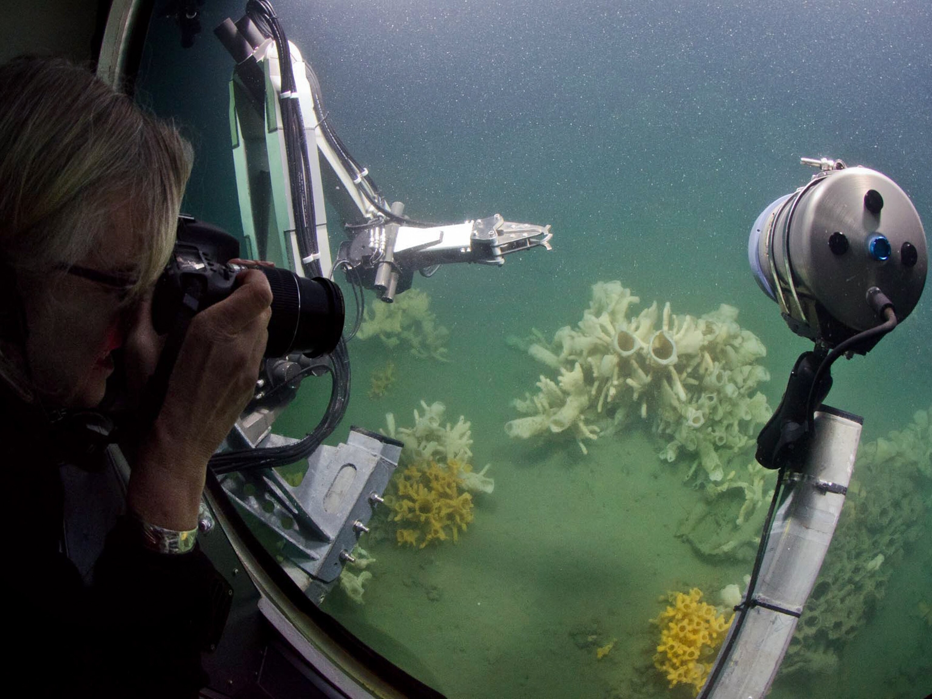 First Ever Submarine Dive On Vancouver S Living Fossils Glass Sponge Reefs