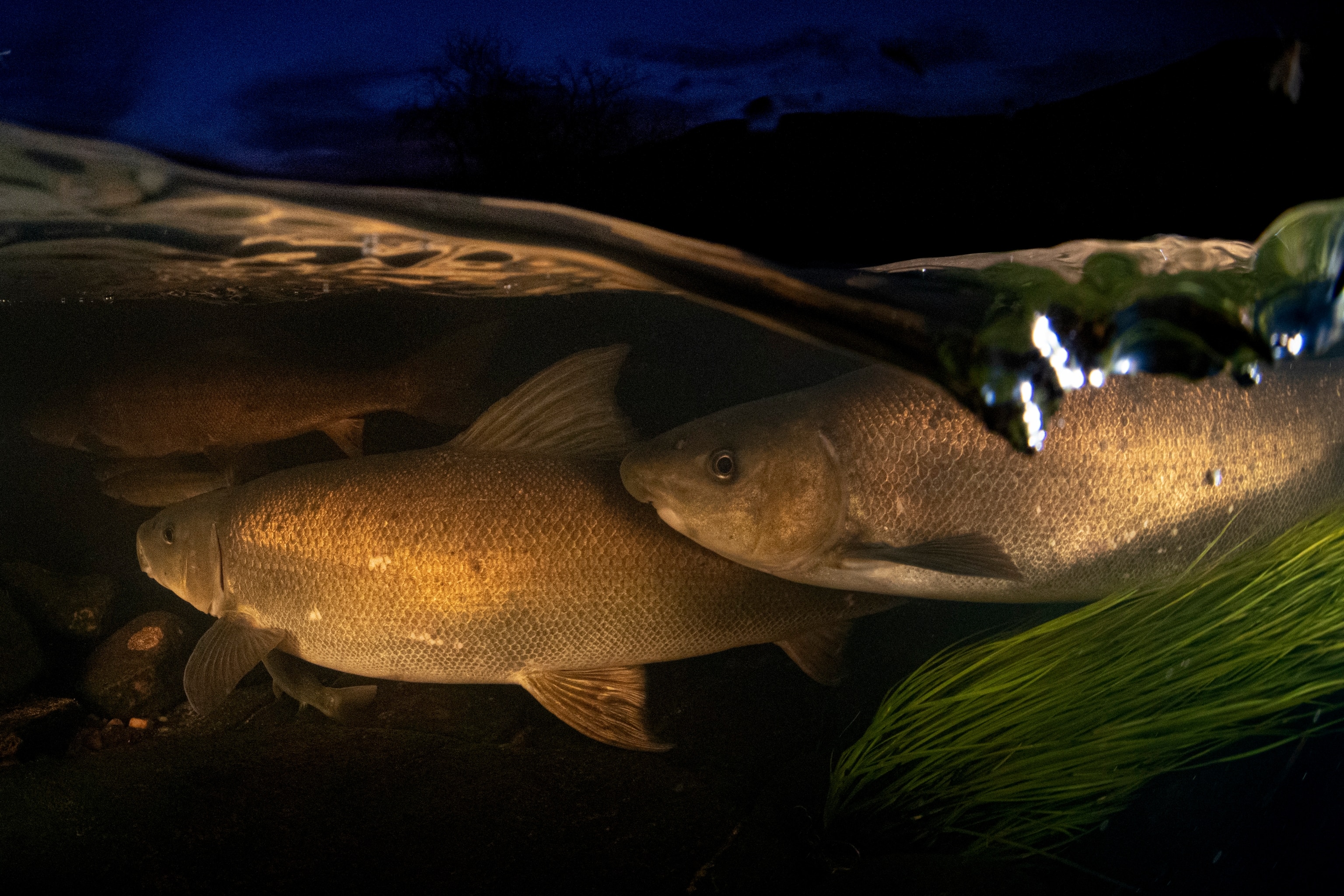 Two fish swimming side by side during night time