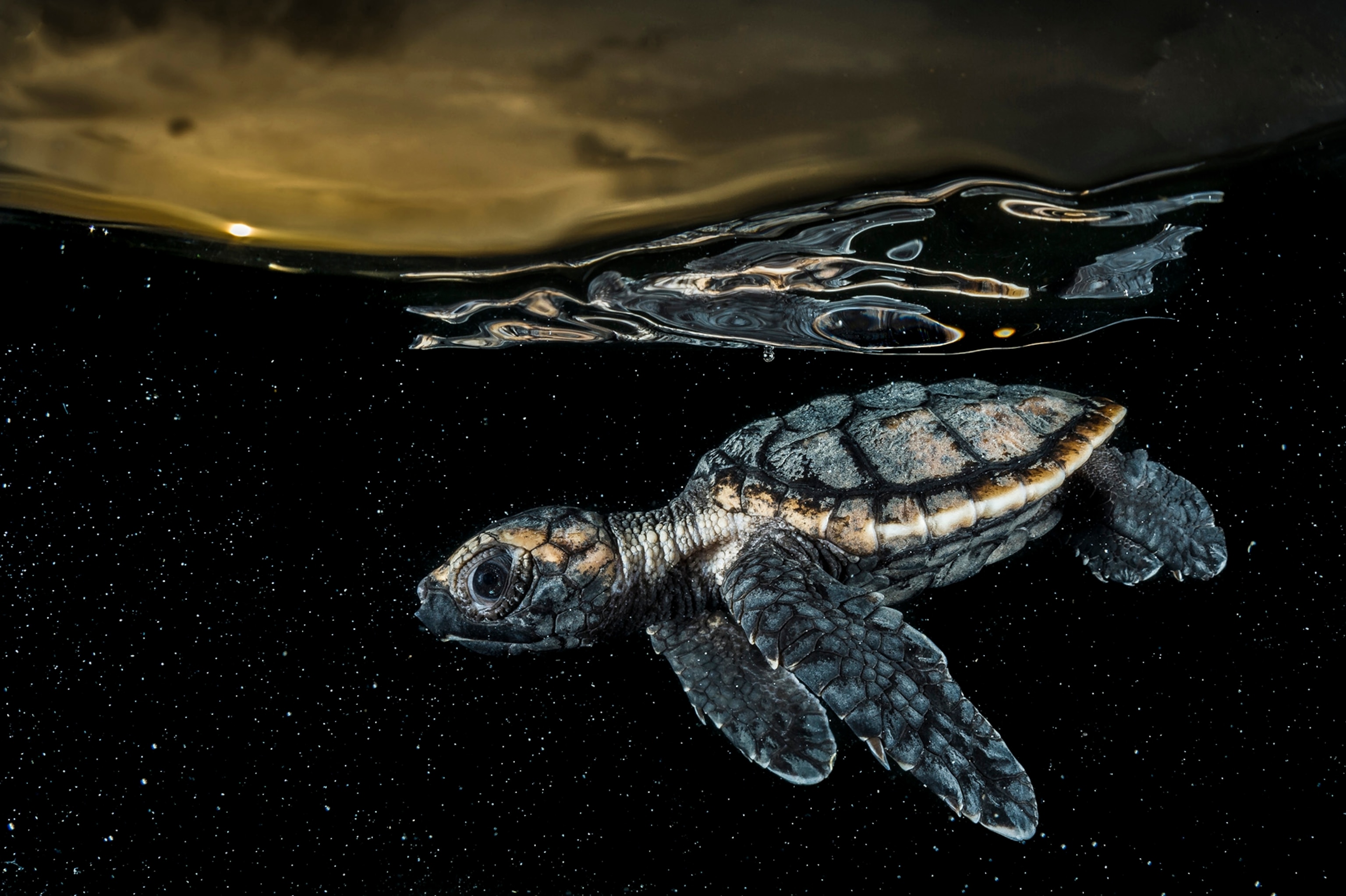 Sea Turtles Facts And Information
