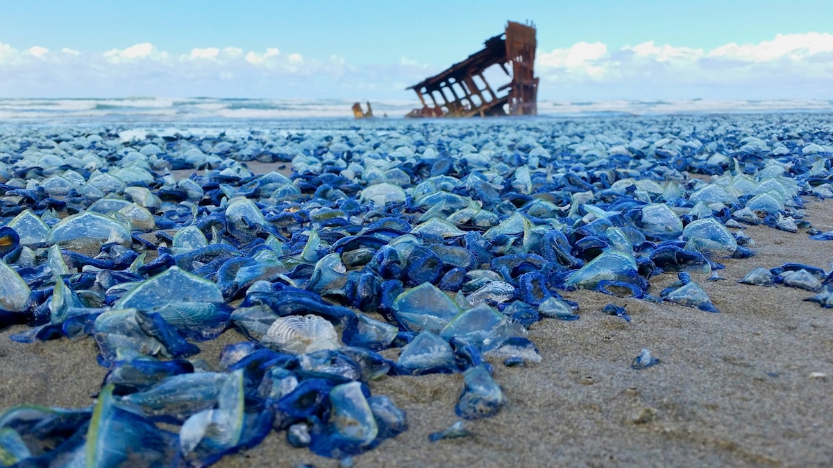 pictures-billions-of-blue-jellyfish-wash-up-on-american-beaches