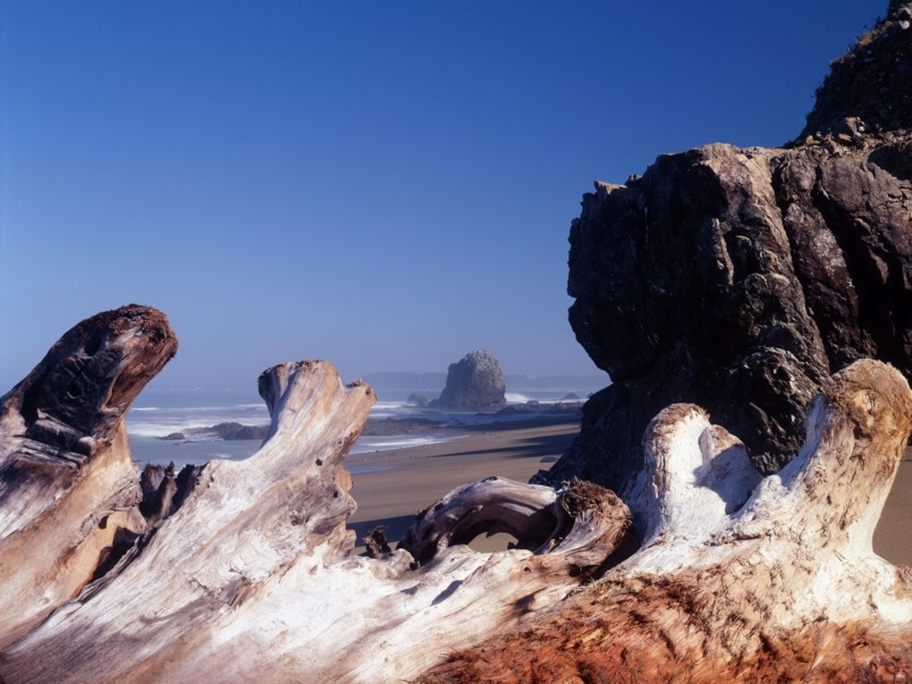driftwood on Enderts Beach, Redwood National Park