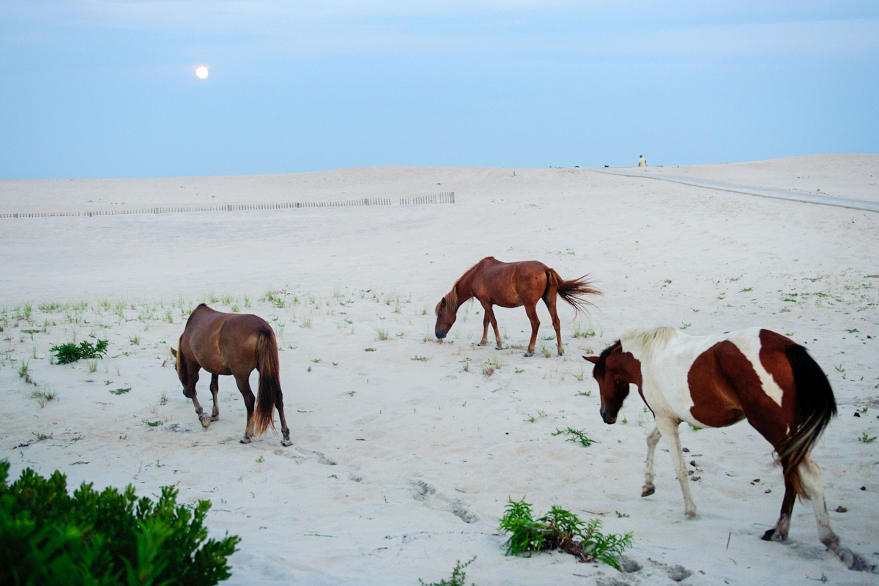 horses on the beach in Maryland