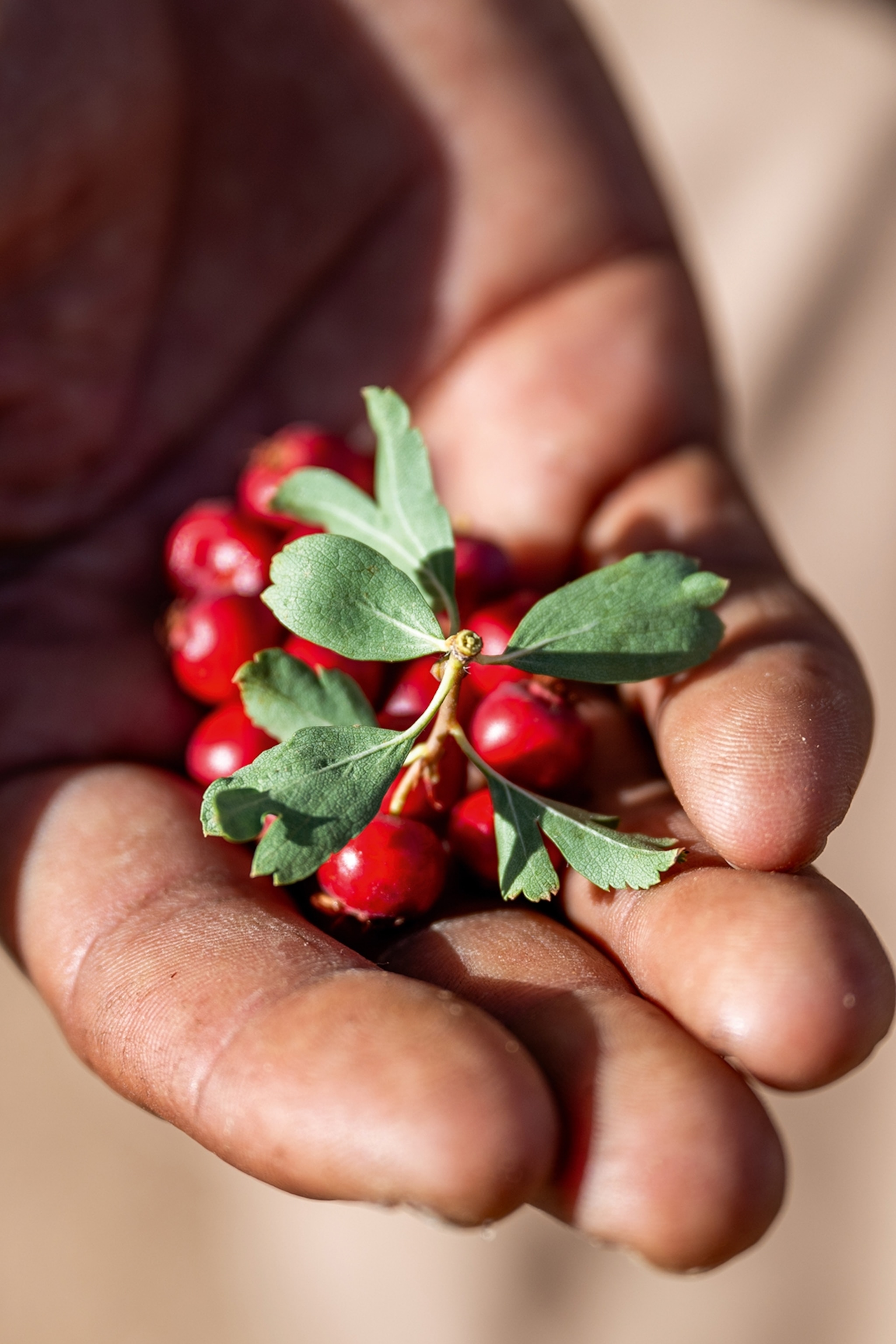 A hand holds red berries.