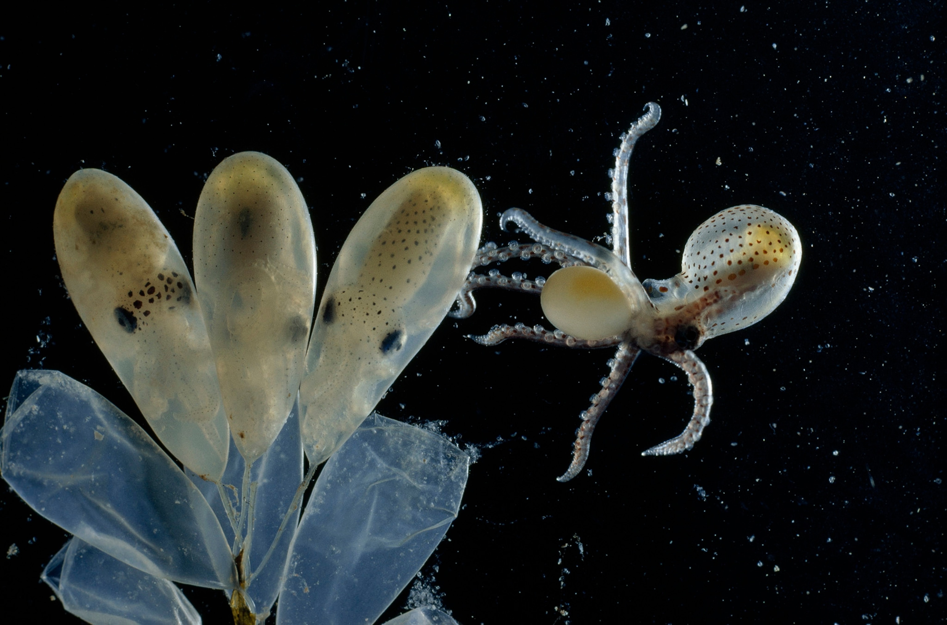 A newly-hatched octopus floating next to three unhatched octopuses.