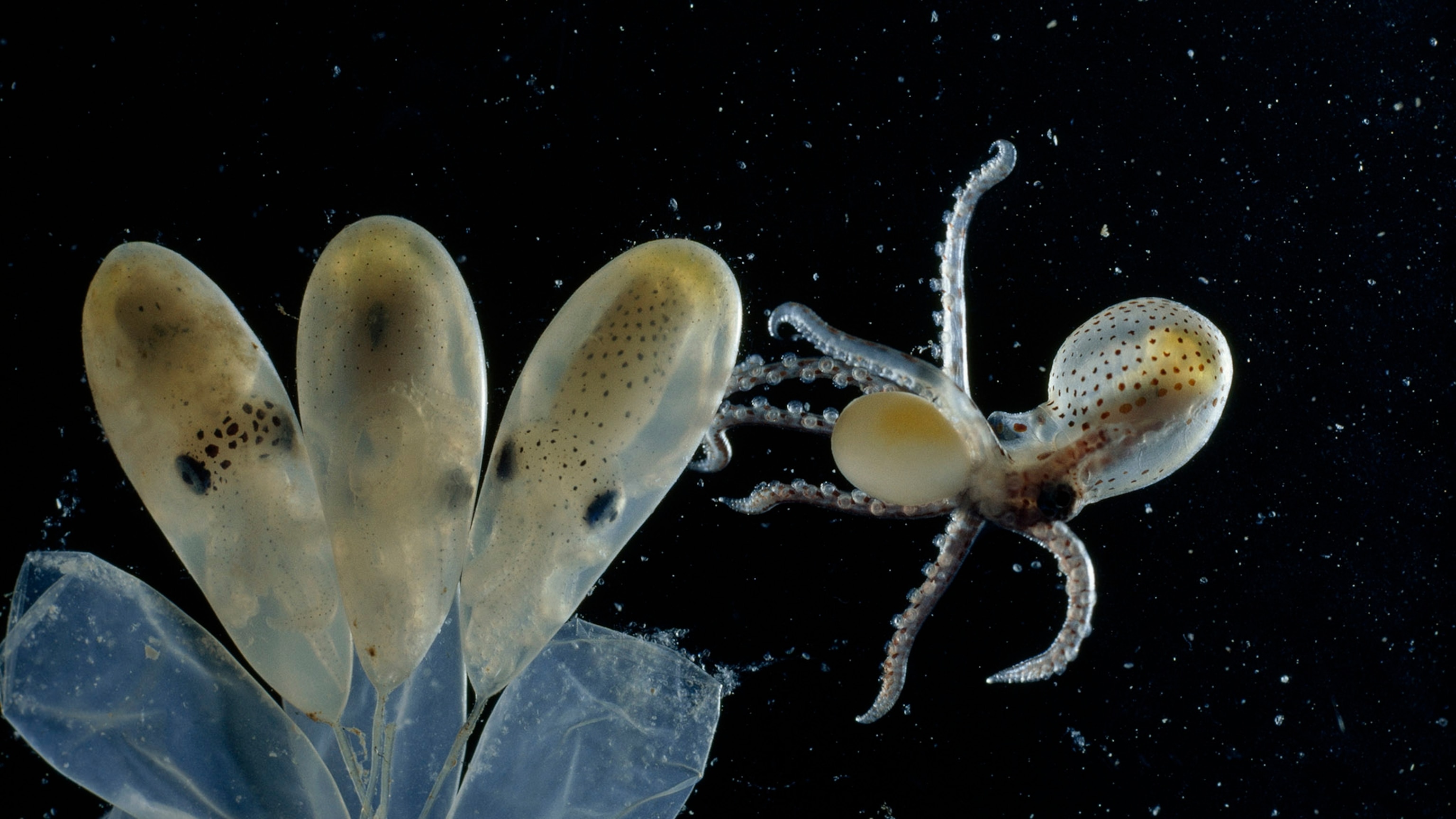 21 stunning Nat Geo pictures that will take your breath away