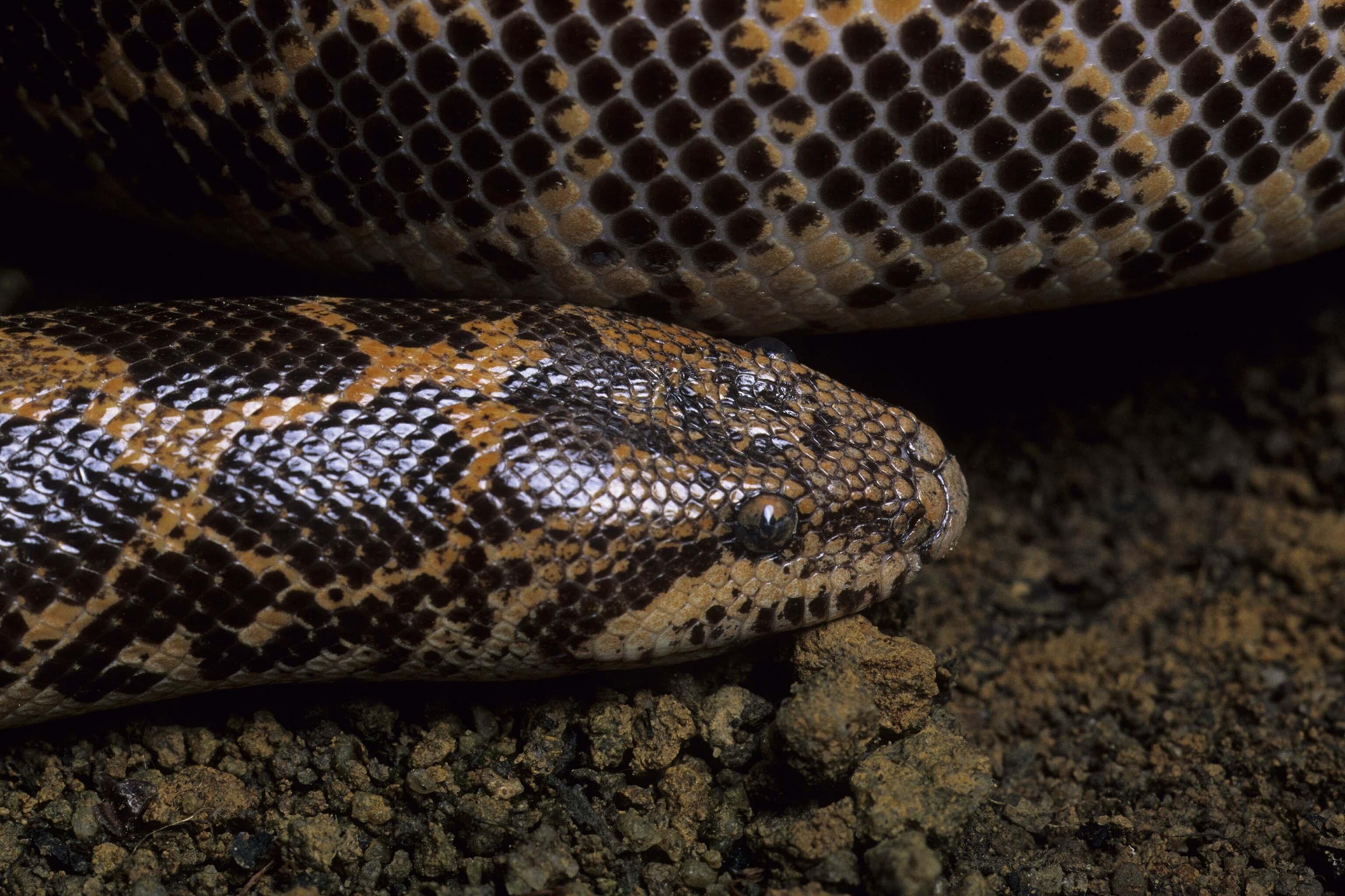 4,000 live reptiles rescued from illegal wildlife trade in global raid