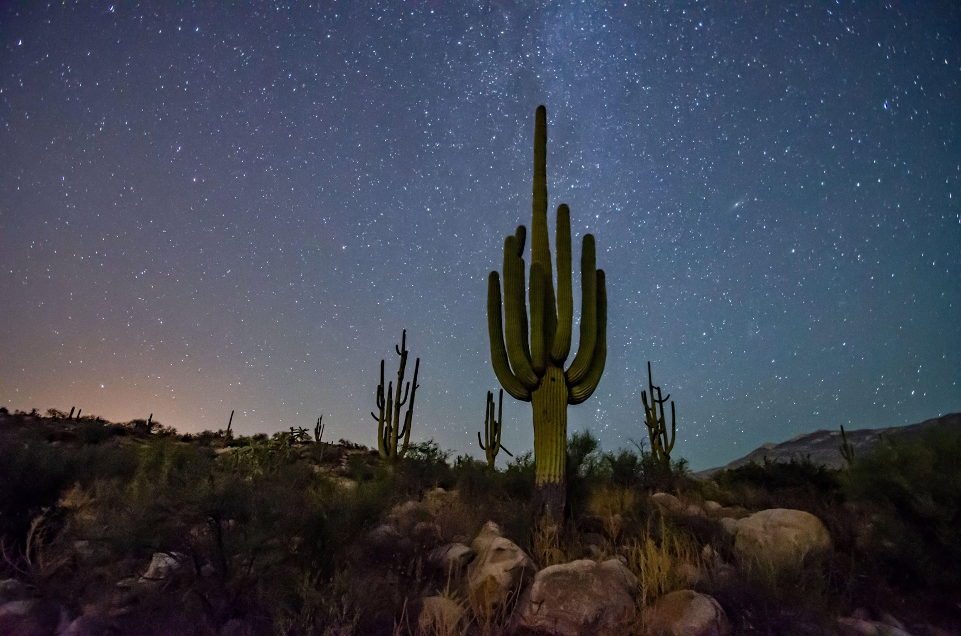 Nighttime view of a towering cactus rising up from rocky terrain toward a starry sky. Long-esposure