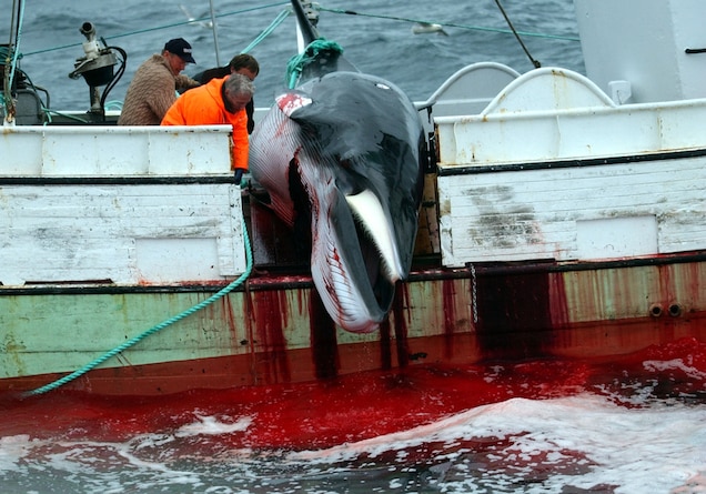 Icelanders Don’t Like Whale Meat – So Why the Hunts? Icelanders Don’t Like Whale Meat – So Why the Hunts?