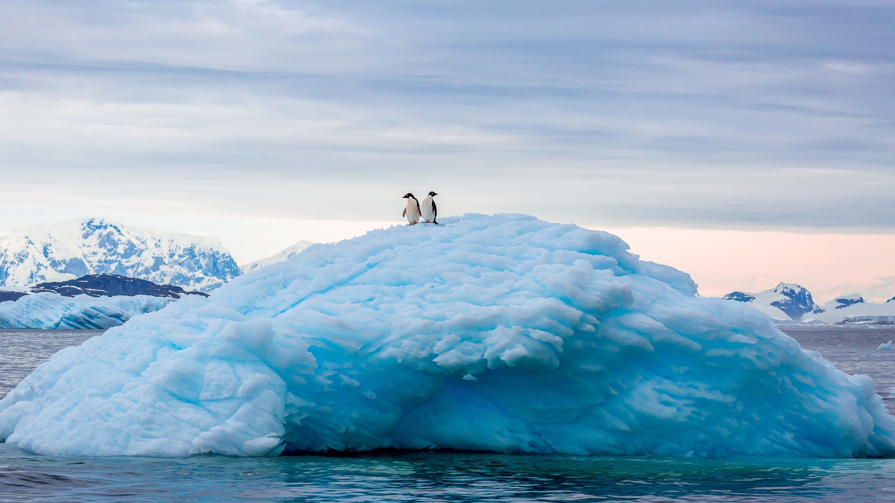 Adelie penguins on an iceberg in Antarctica