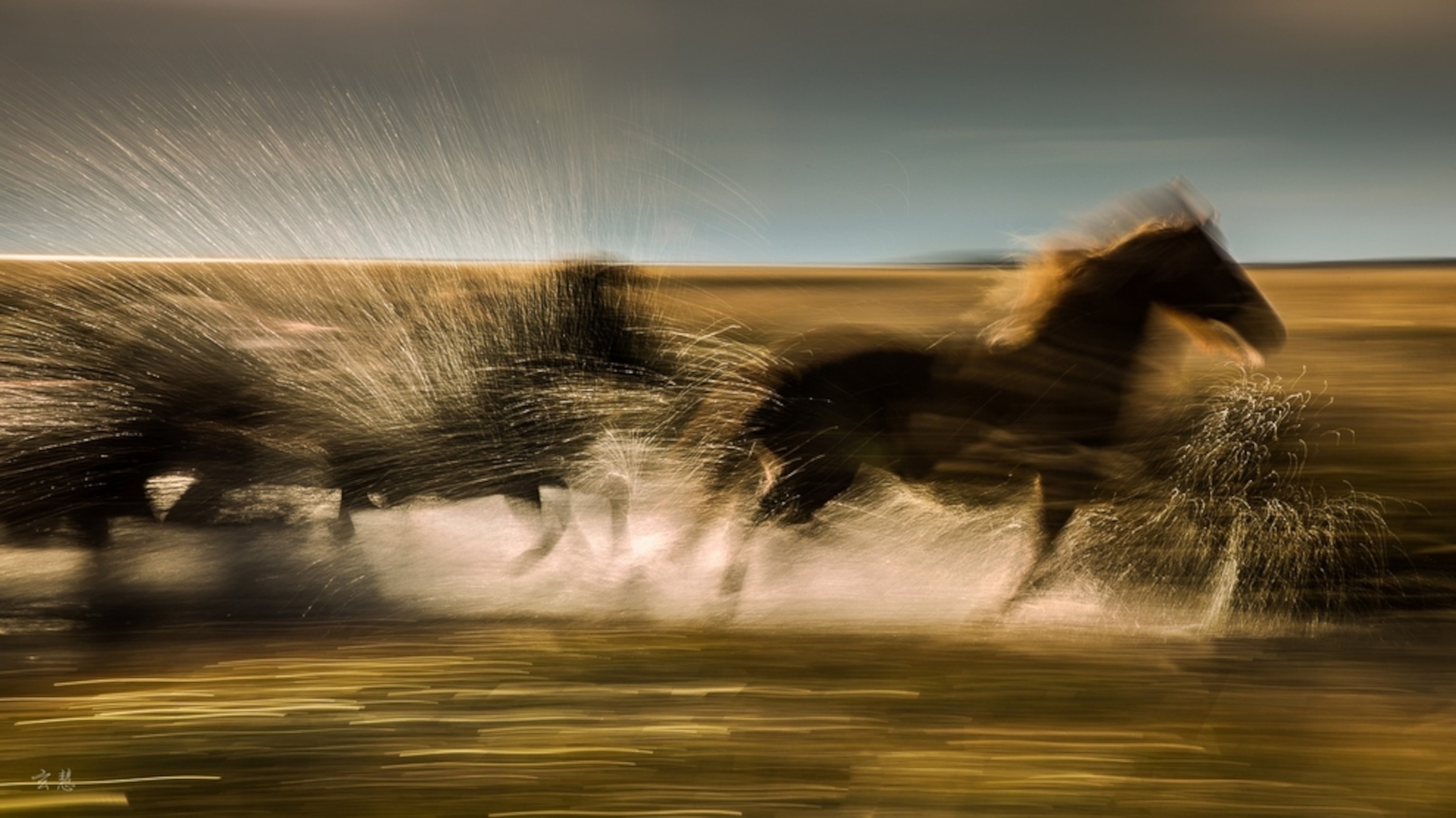 horses in Stykkisholmur, Iceland