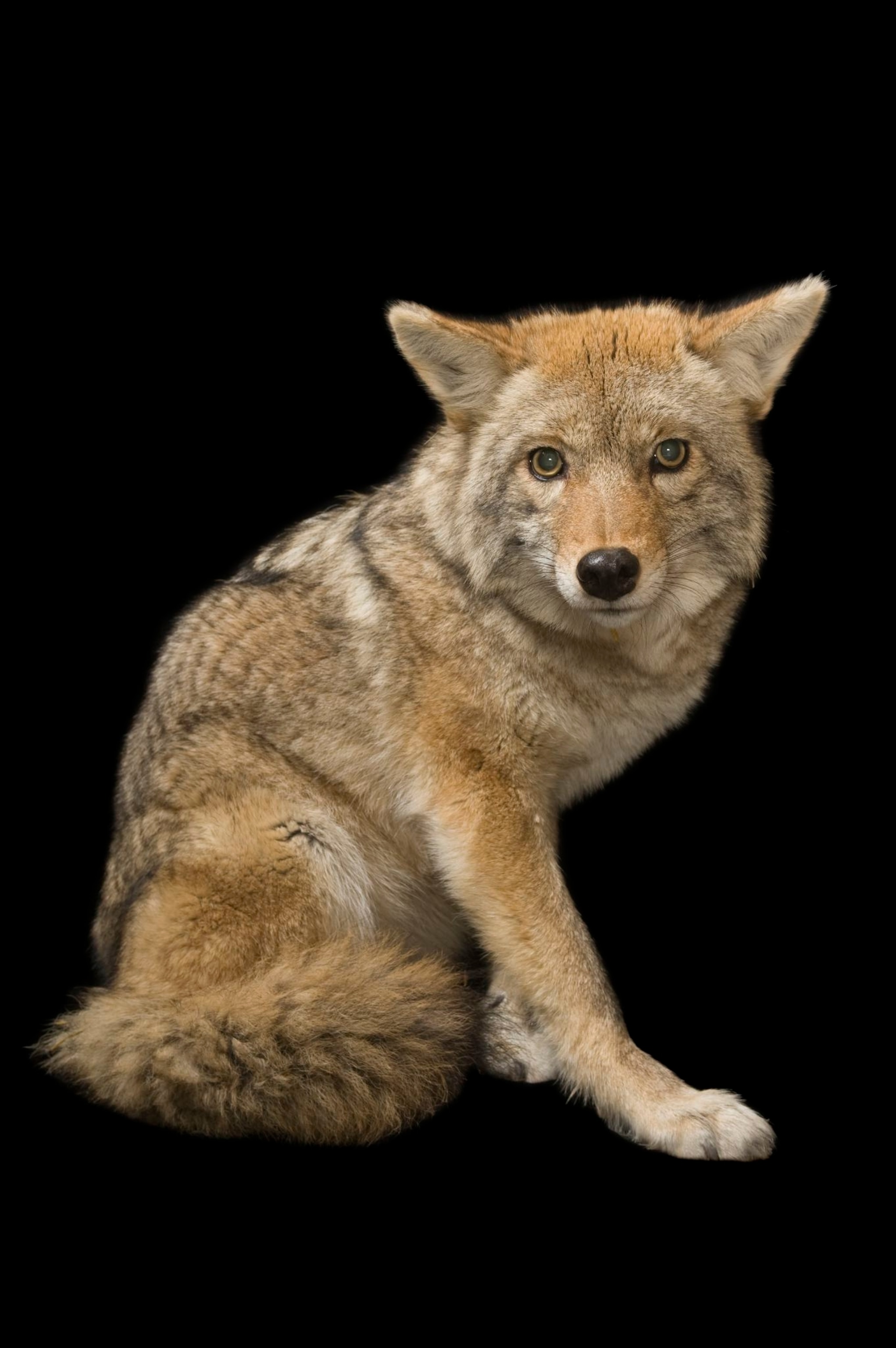 coyotes animals facts on Coyote National Geographic