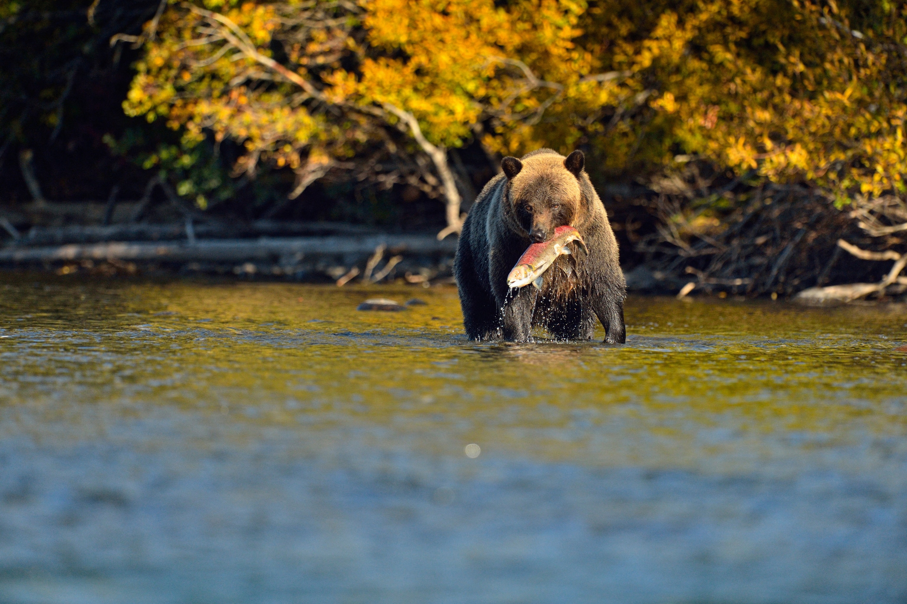Grizzly bear with a salmon in its mouth