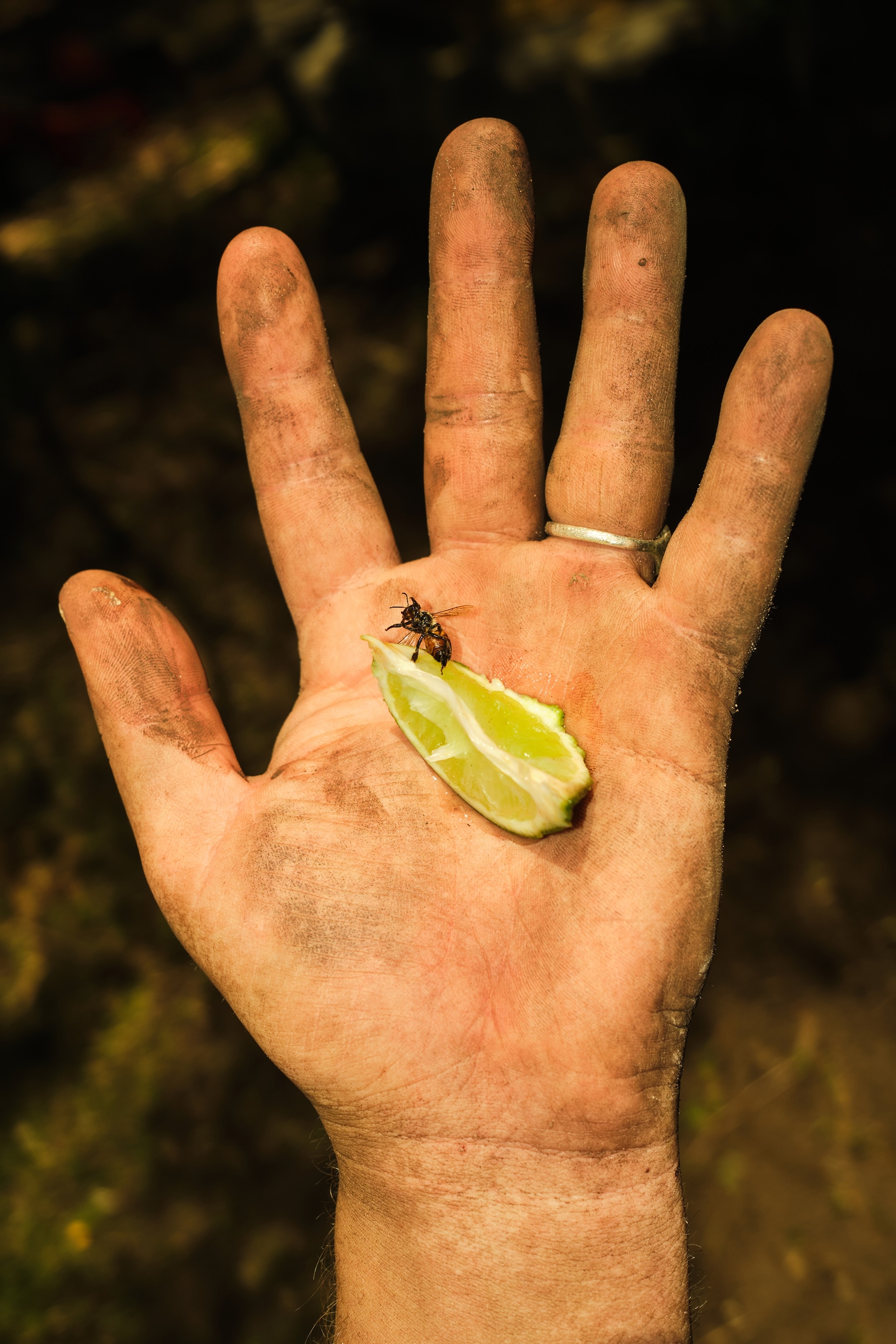 A bee resting on a lime wedge sitting in the palm of dirty hand.