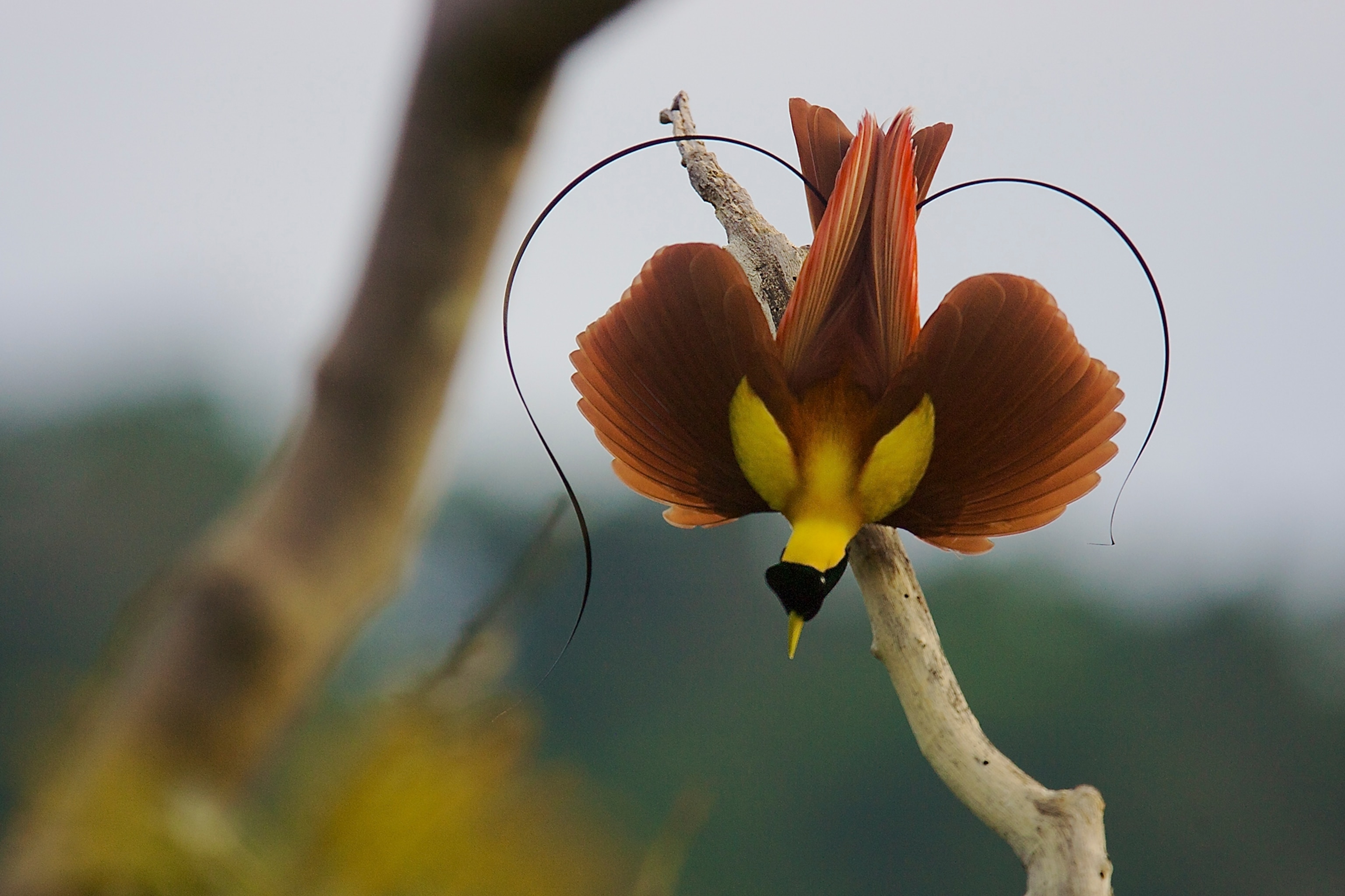 Red Bird of Paradise (Paradisaea rubra) male performing practice display at tree-top lek.