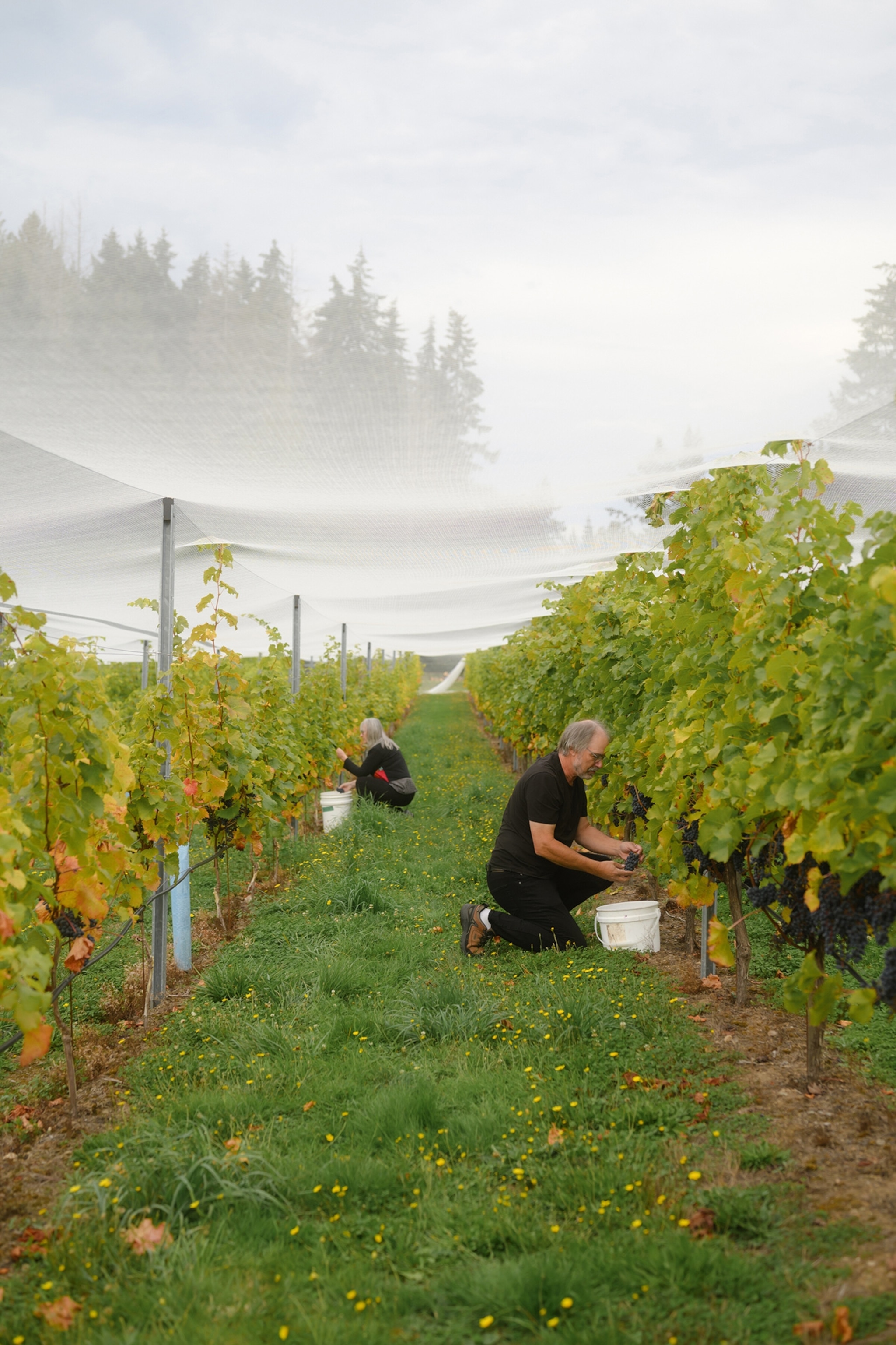 Paul Troop, the founder of Vivezza winery, works in the vineyard on Salt Spring Island in British Columbia, Canada, Oct. 7, 2024. Troop said that the island's unique weather patterns, with warm winters and long, dry summers, "result in slow ripening" and "wines with pronounced fruit flavors and aromas with balancing acids." (Jennilee Marigomen/The New York Times)