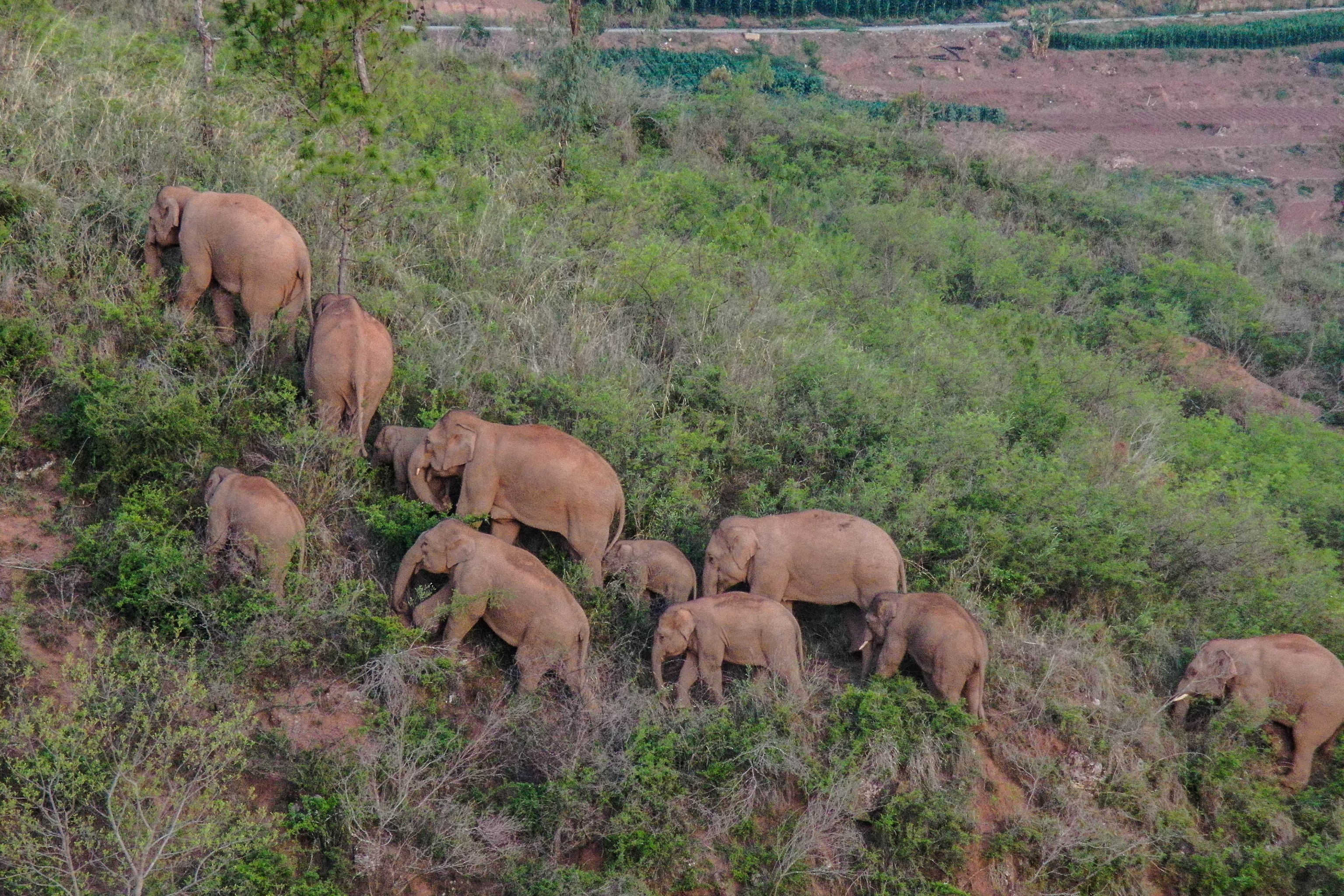 Picture of elephants walking along a hill