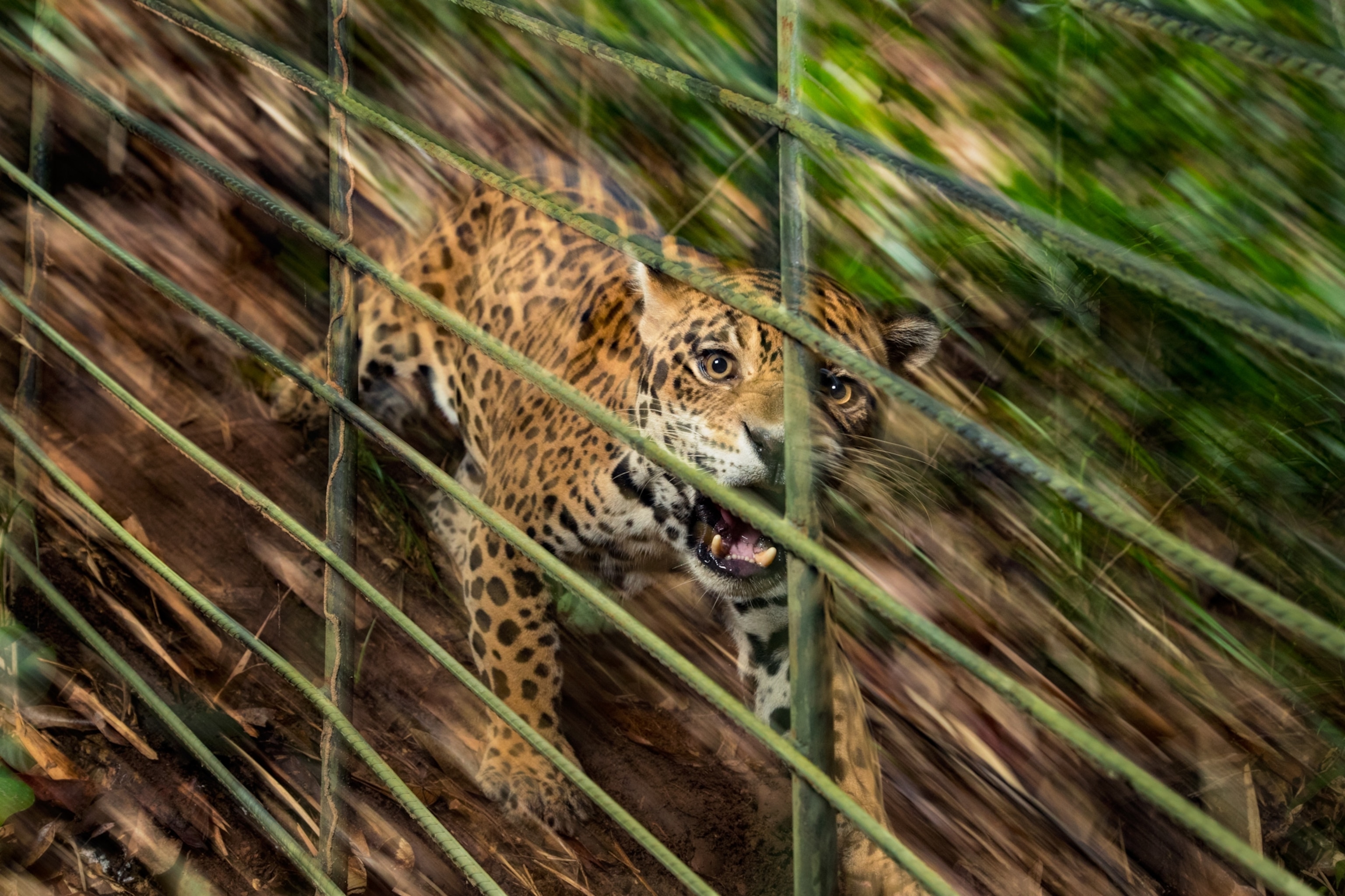 This jaguar was rescued as a cub from the pet trade in southern Colombia. He will spend his life in captivity at this facility in Sabana de Torres, as he was raised by and has habituated to humans.