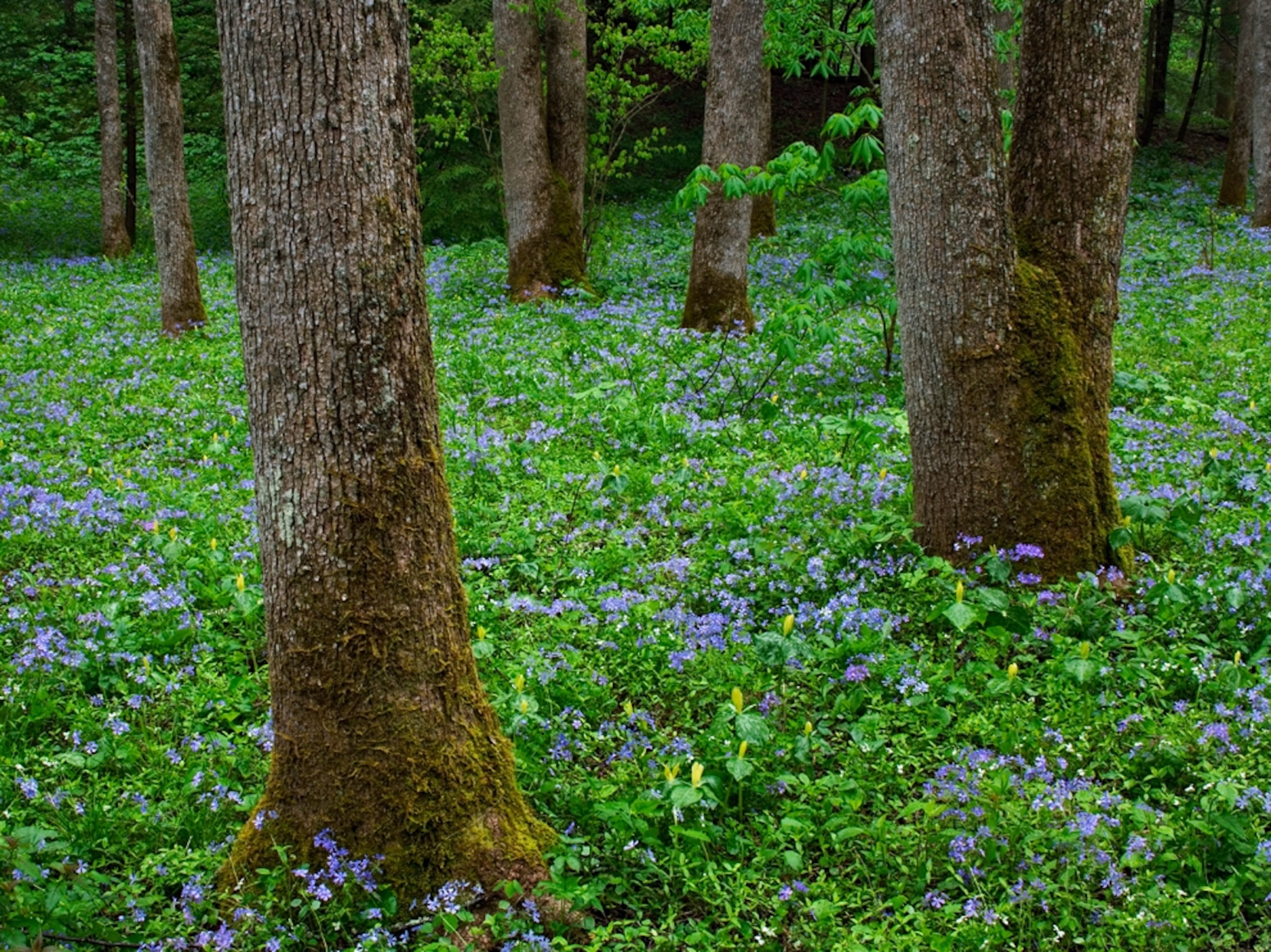 Flowers blooming in the forest