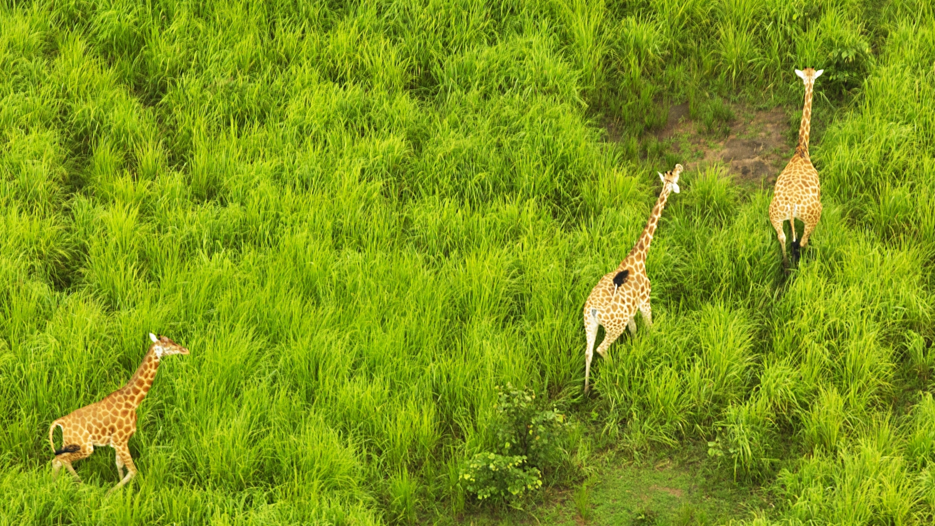 Giraffes Are Being Killed for Their Tails | National Geographic