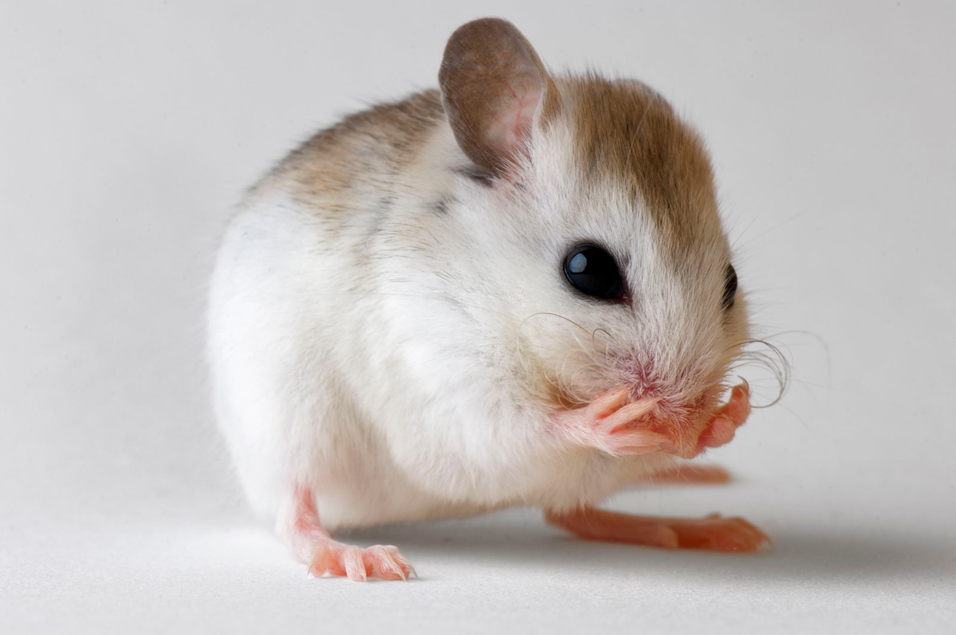 a St. Andrew beach mouse