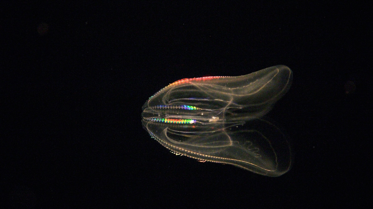 How bioluminescence works in nature