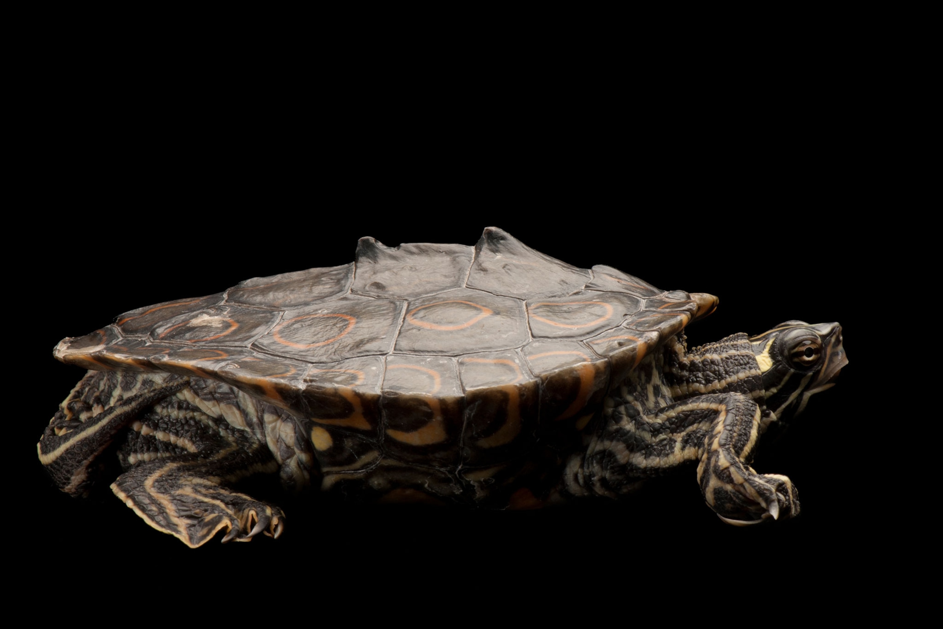 Environmentalists aim to limit Trump Endangered Species Act rules – Capital Press