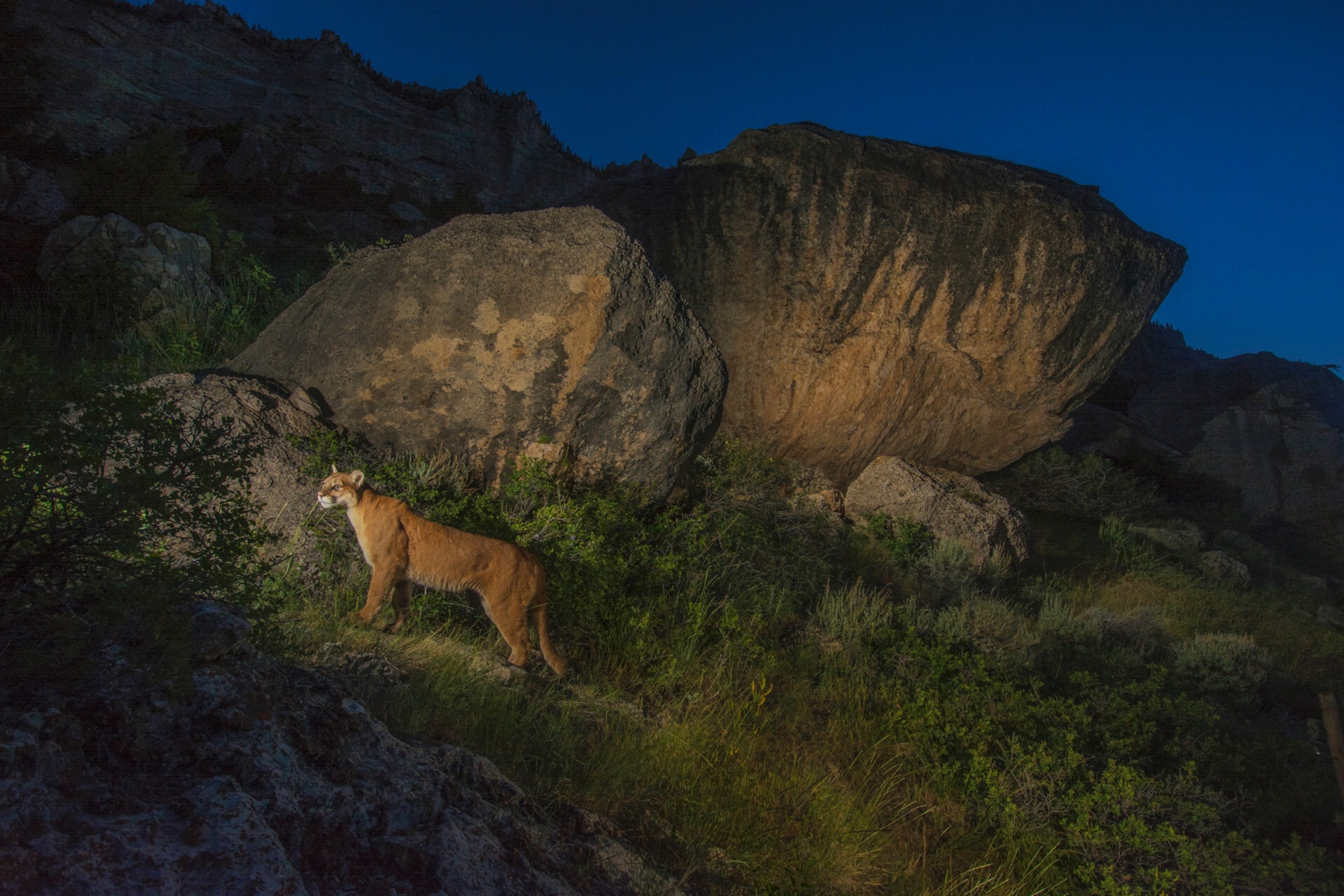 mountain lion in Wyoming