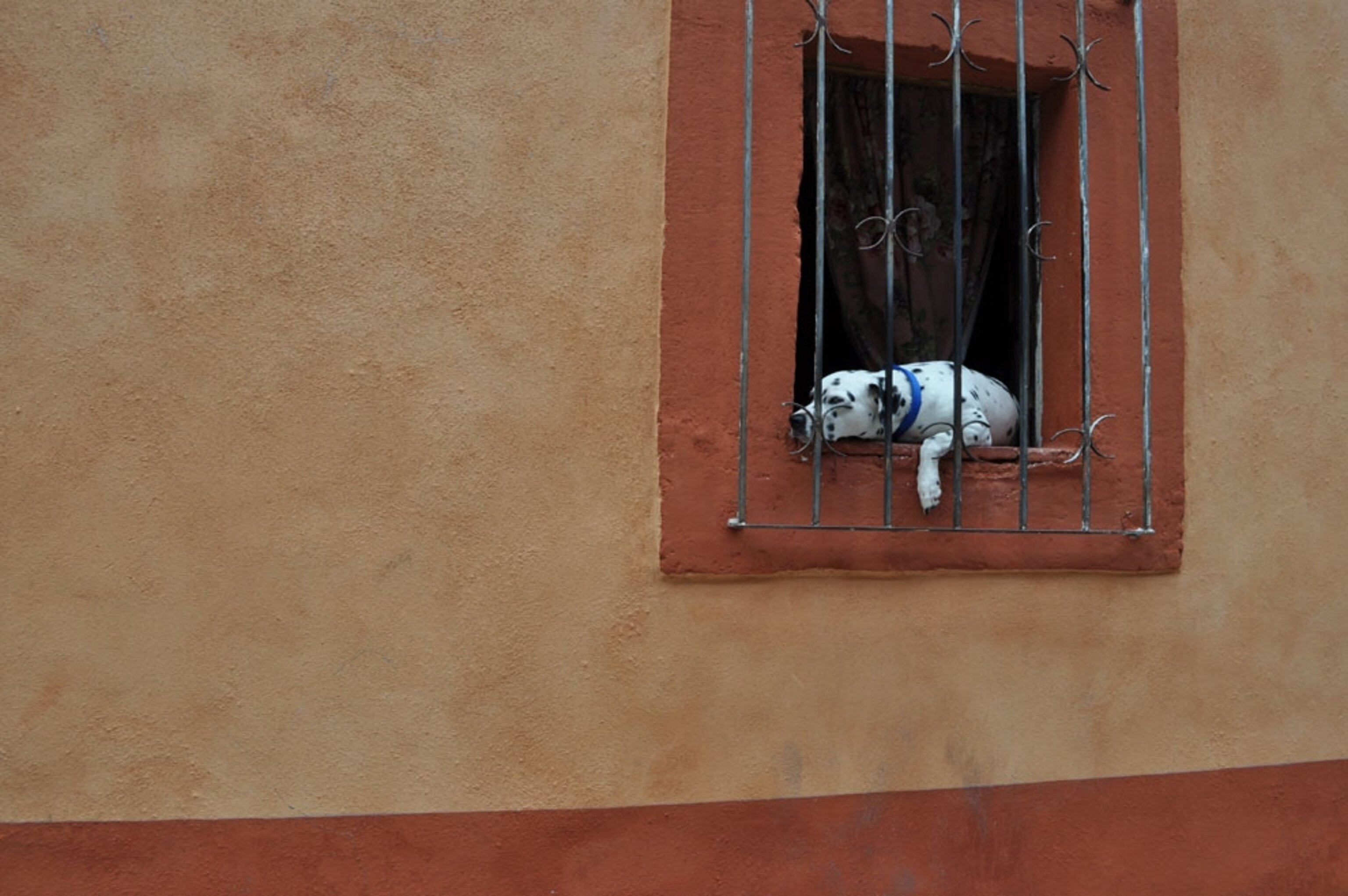 Dog resting in window in San Miguel de Allende, Mexico