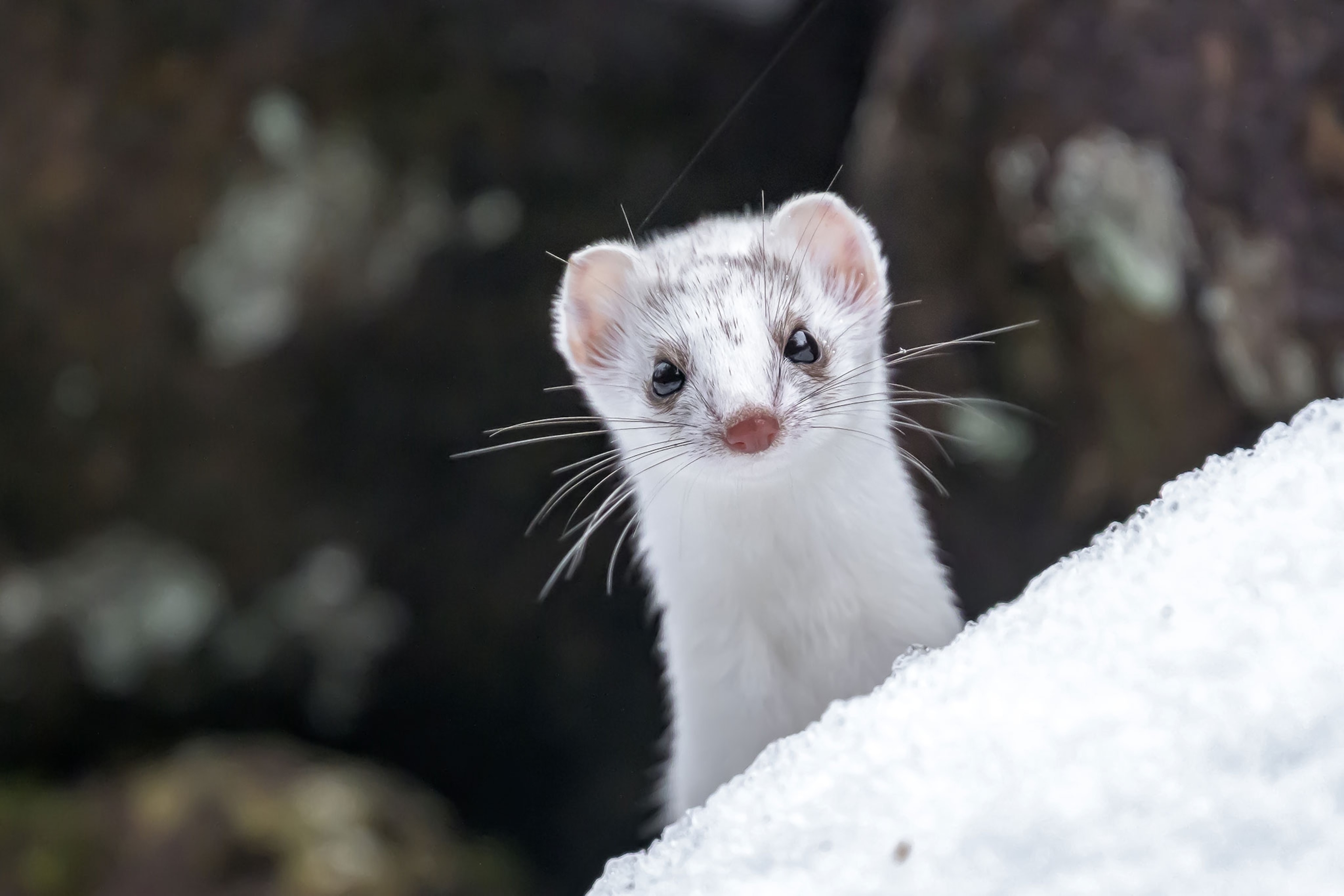 Stoat poking its head out from between the snowy rocks