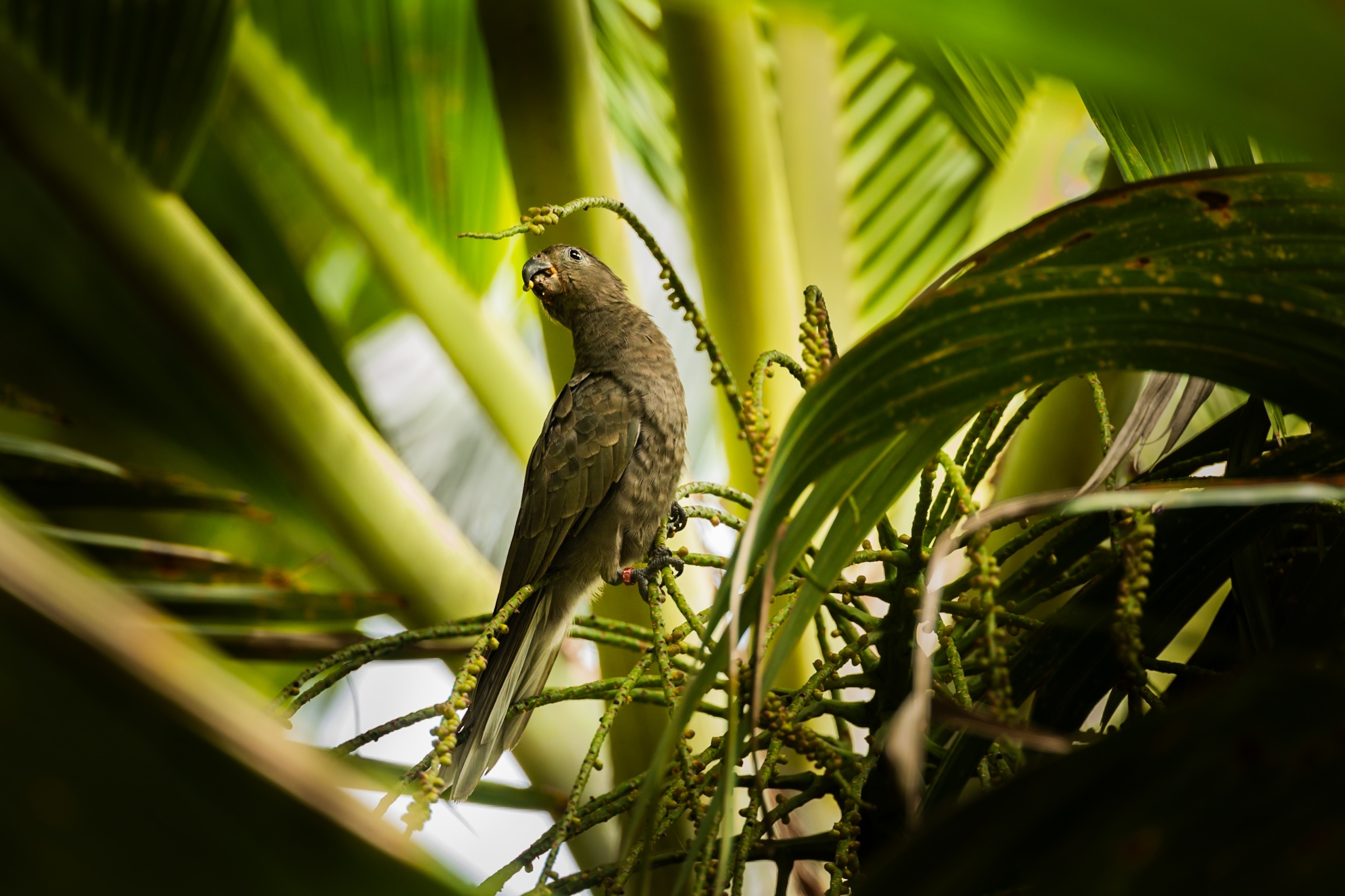 Seychelles black parrot