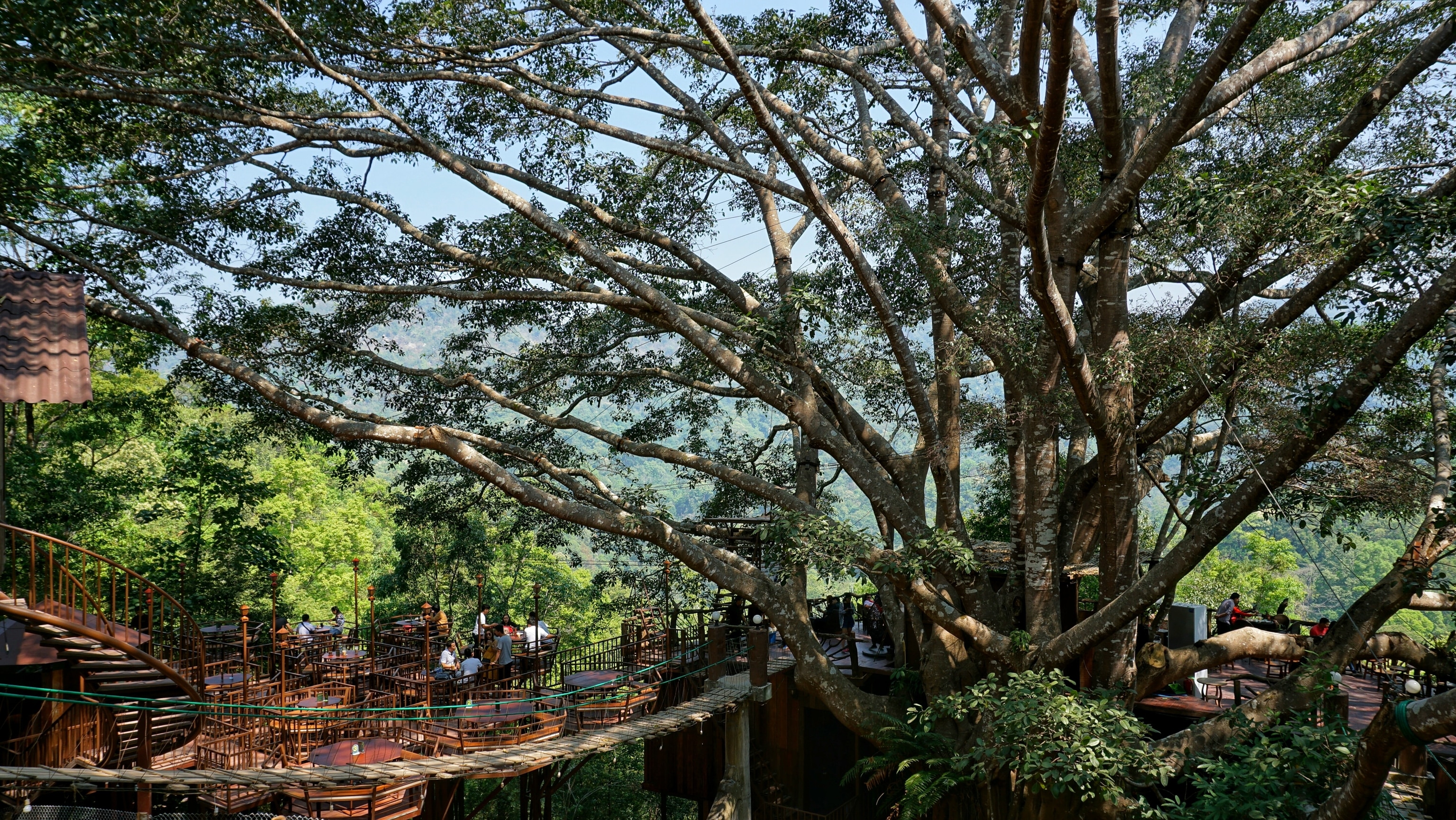 The Giant Coffee Shop on the big tree in Chiangmai, Thailand.