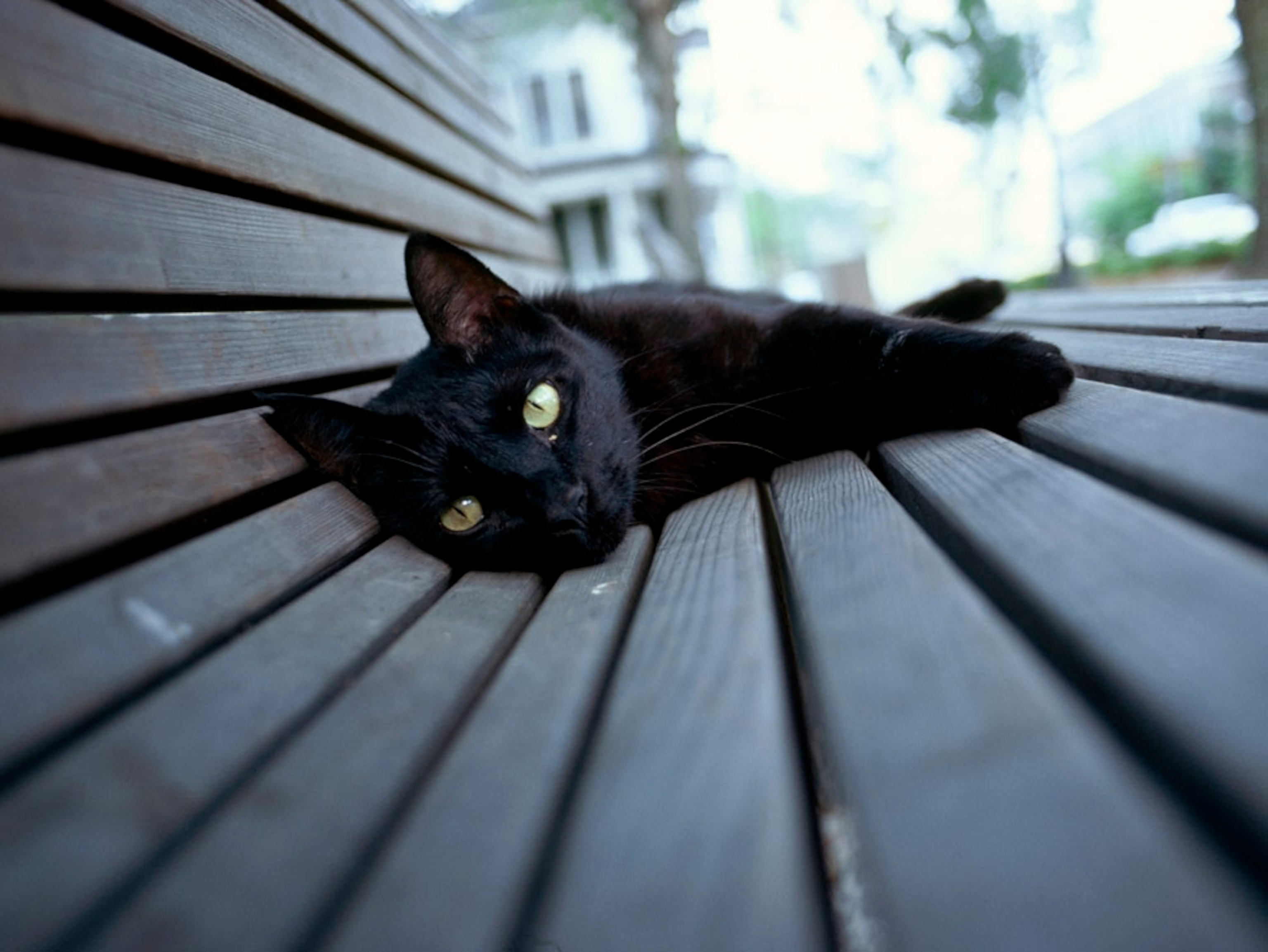 Black cat resting on a bench