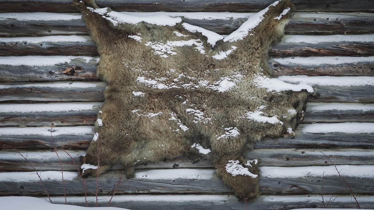 Why the U.S. government is allowing bears and wolves to be hunted in